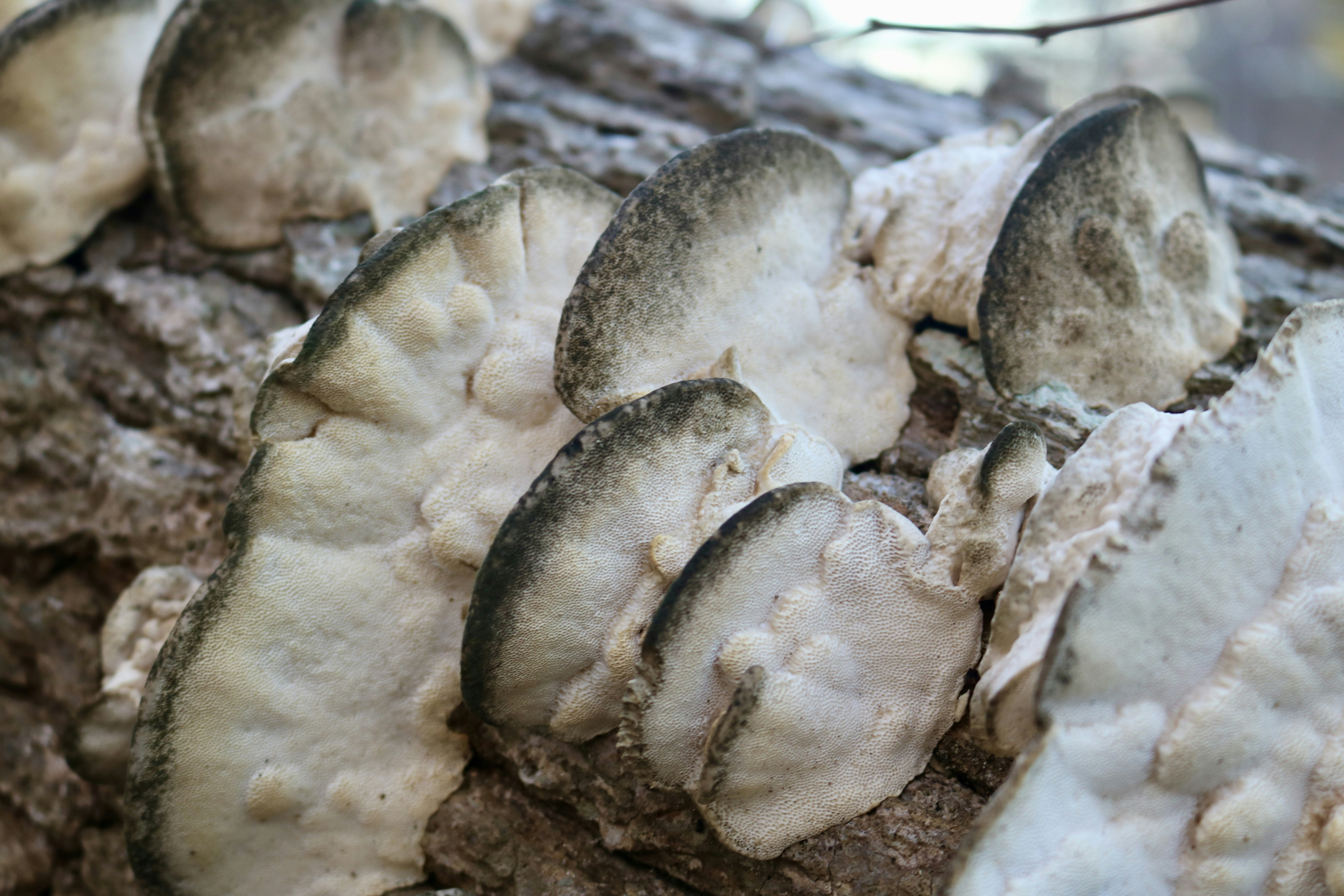 Os benefícios da alcachofra para a saúde do fígado