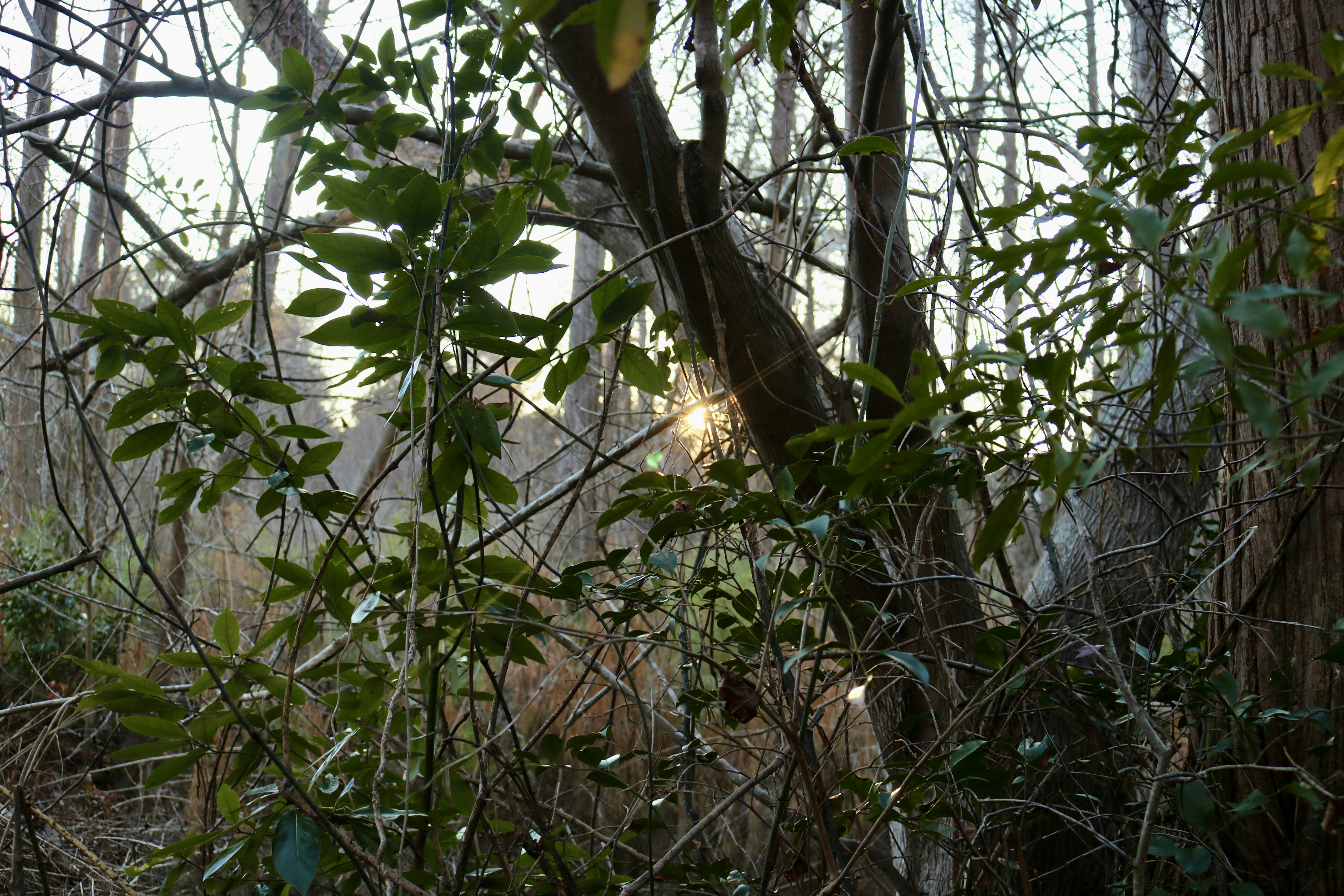 Bosque Tenoné