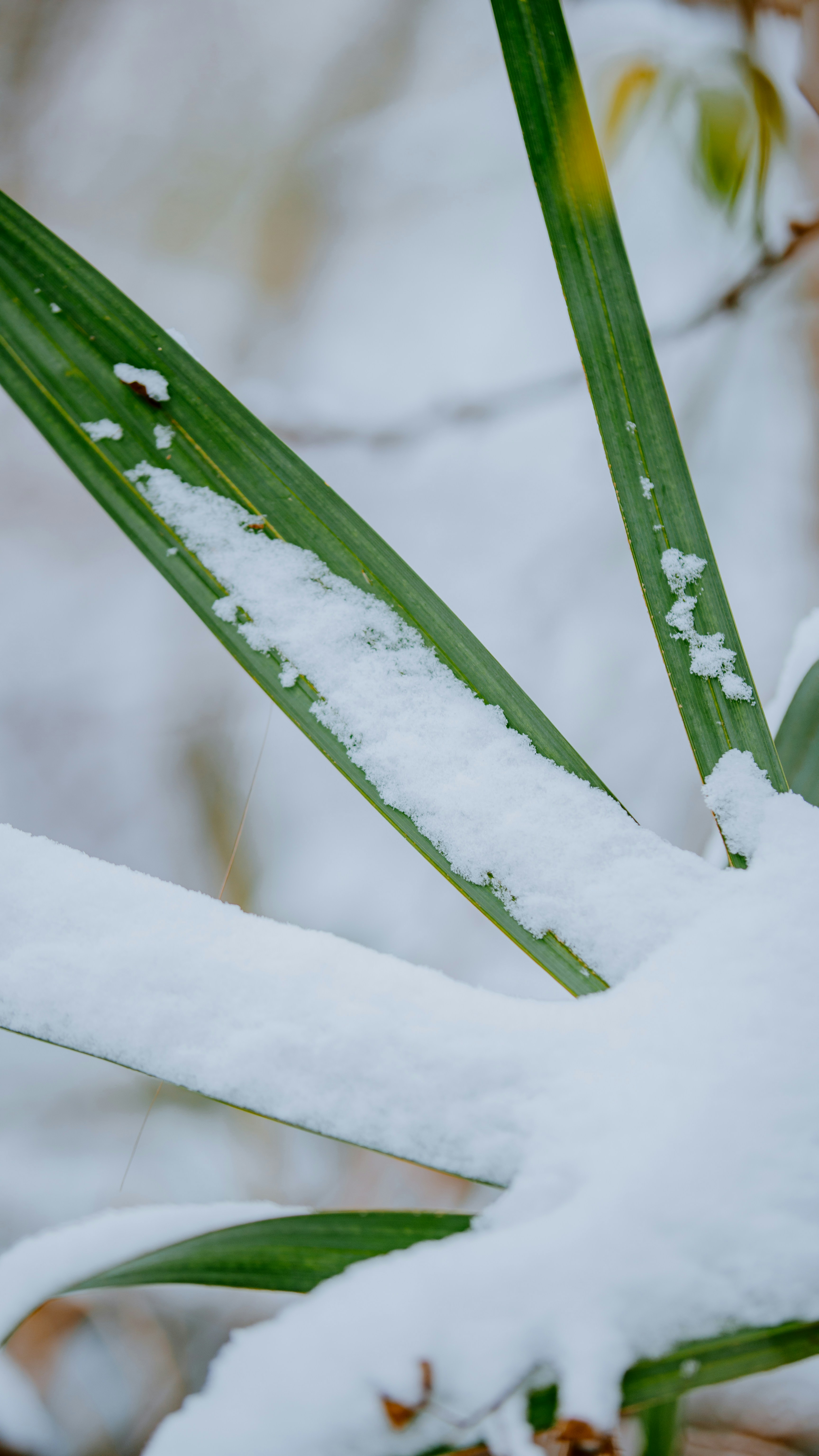 A green plant covered in snow in a forest