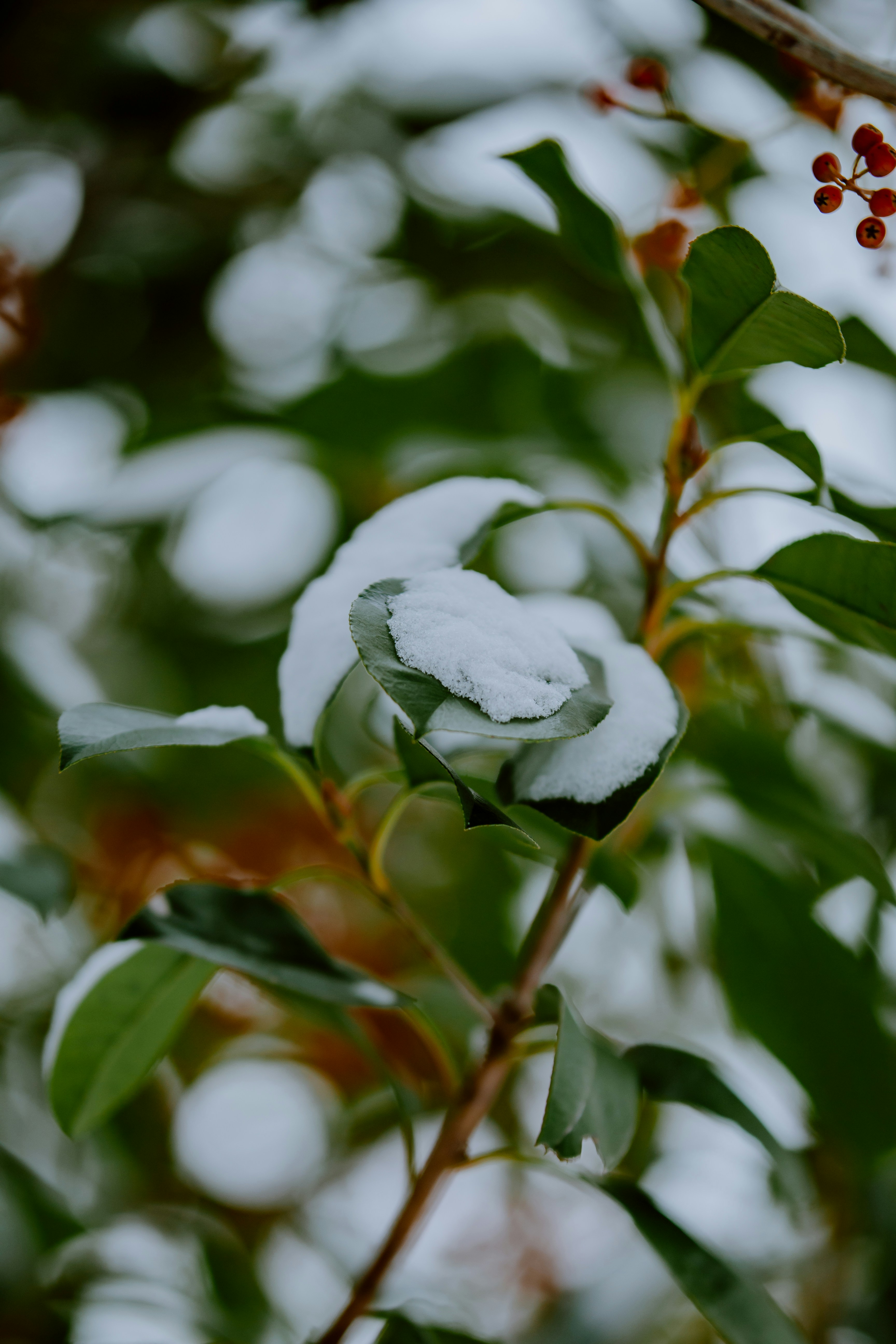 Photo by joseph_royer