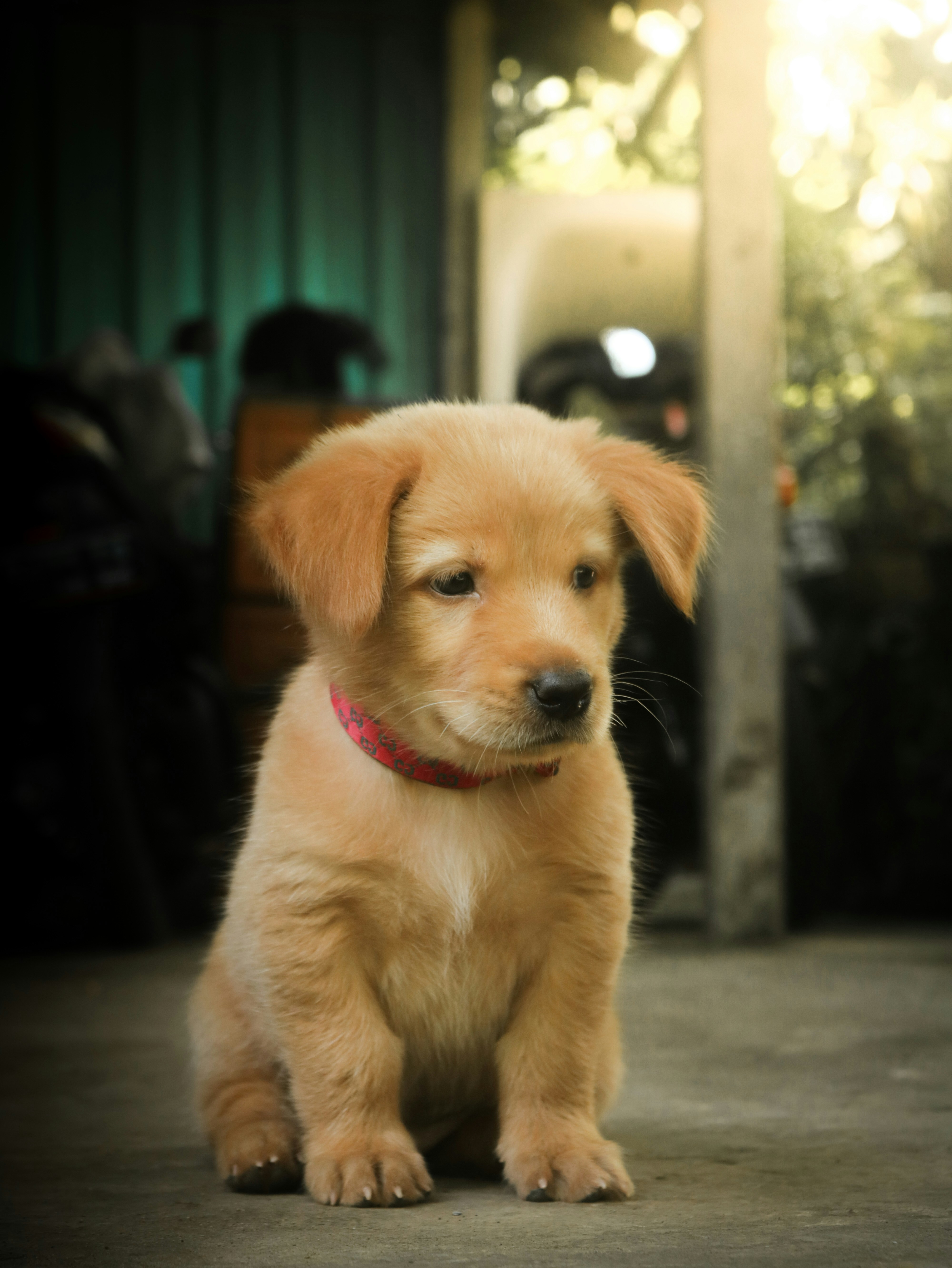 Cute puppy