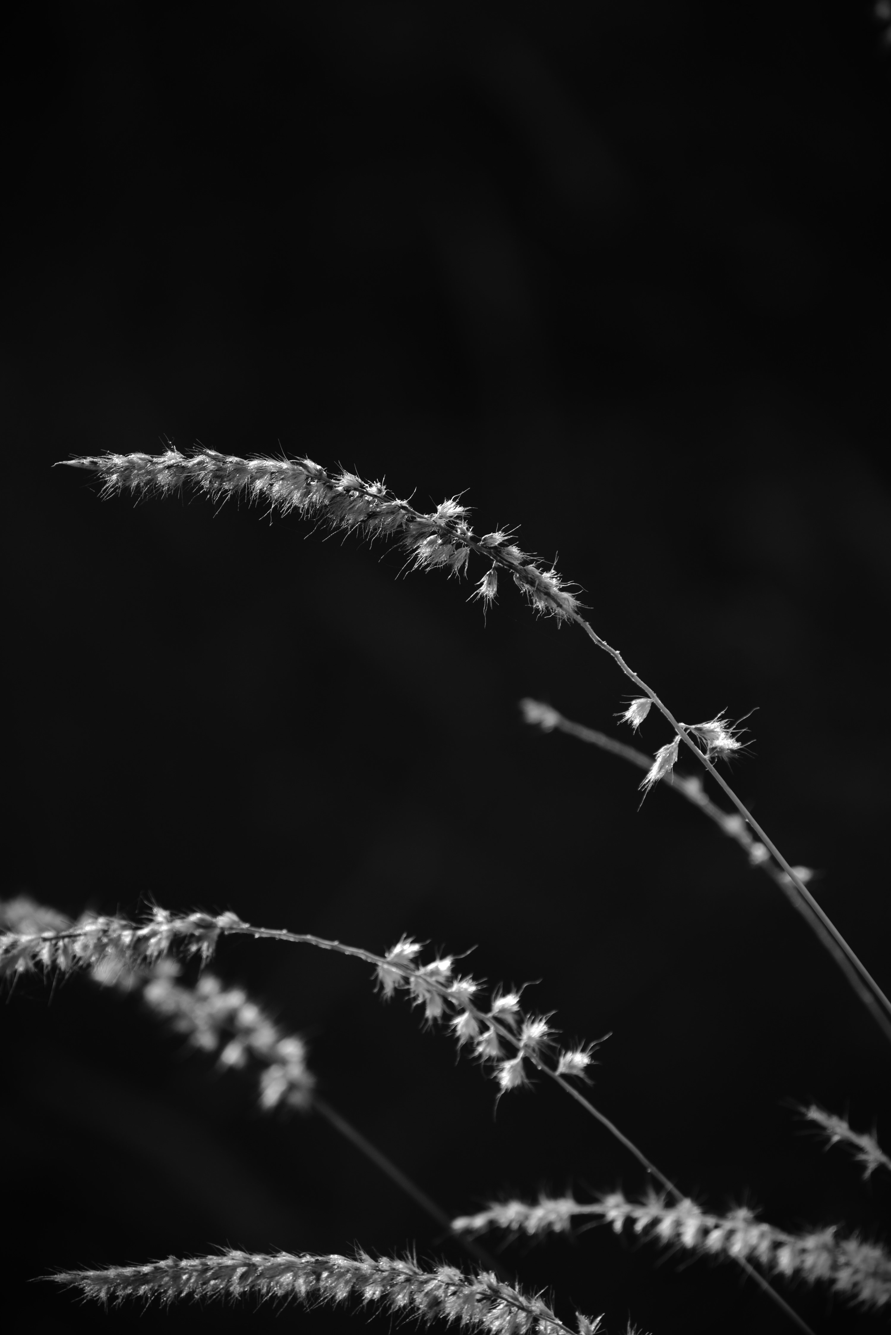 Photo by shadowframesin