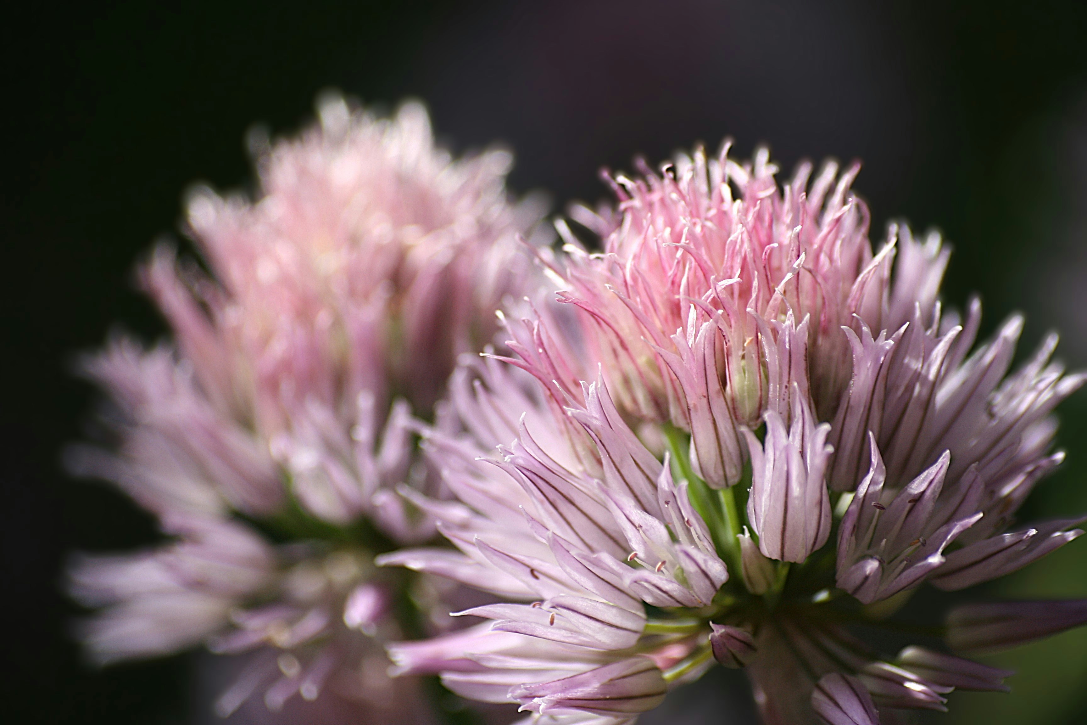 Photo by sandragayan_vincent