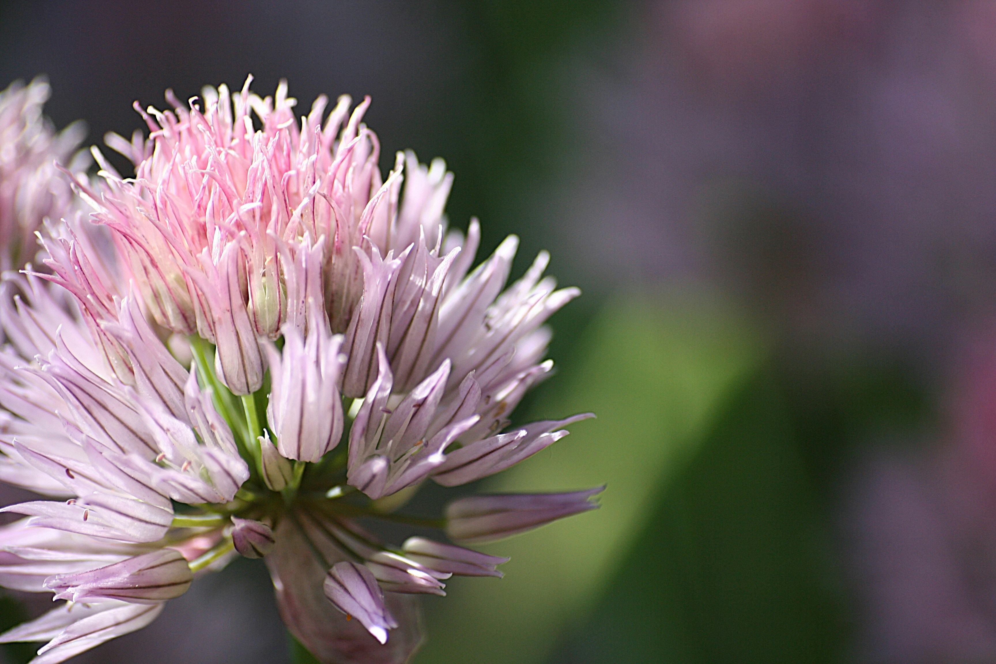 Photo by sandragayan_vincent