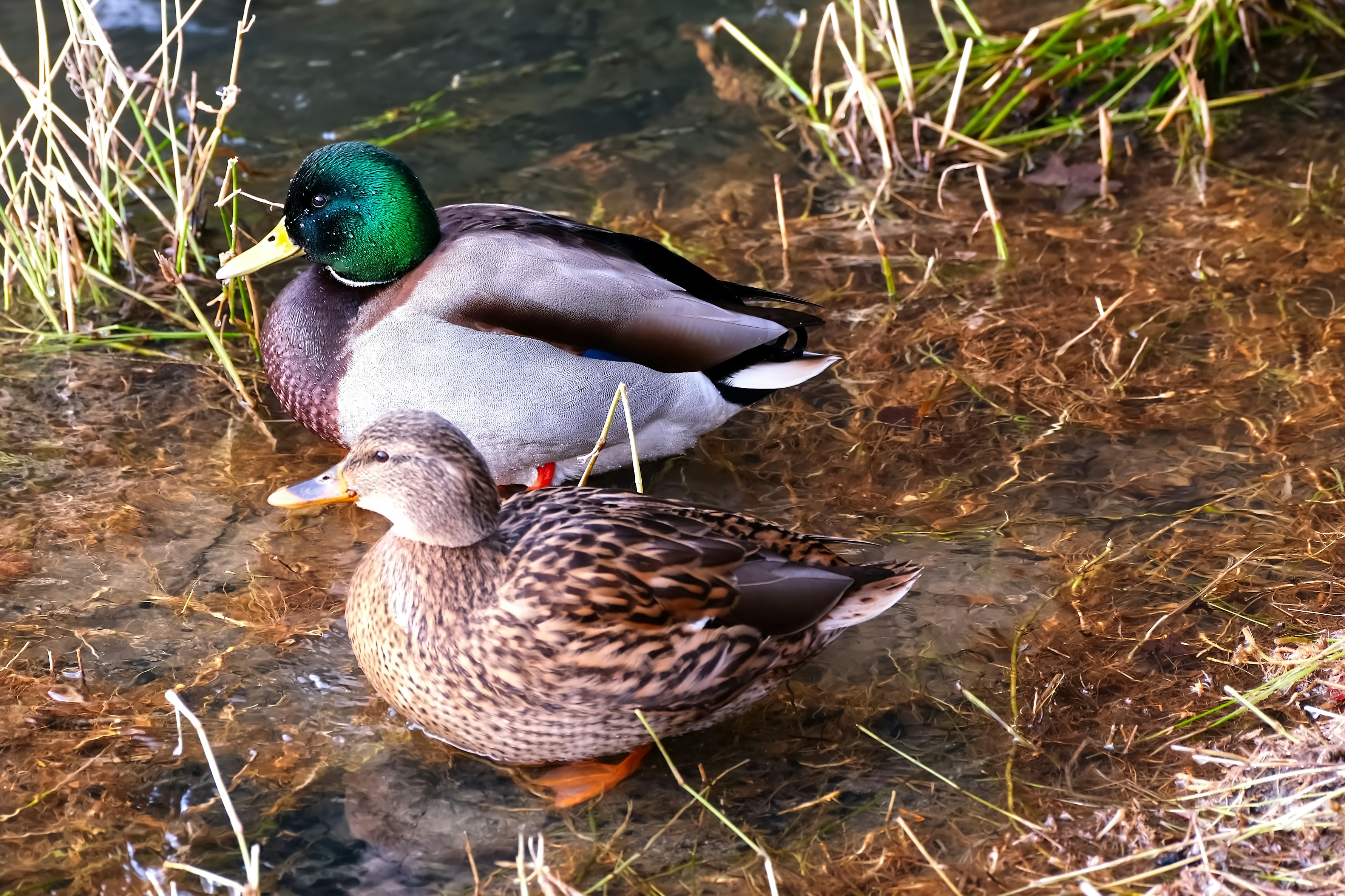 Una pareja de patos parados sobre un cuerpo de agua