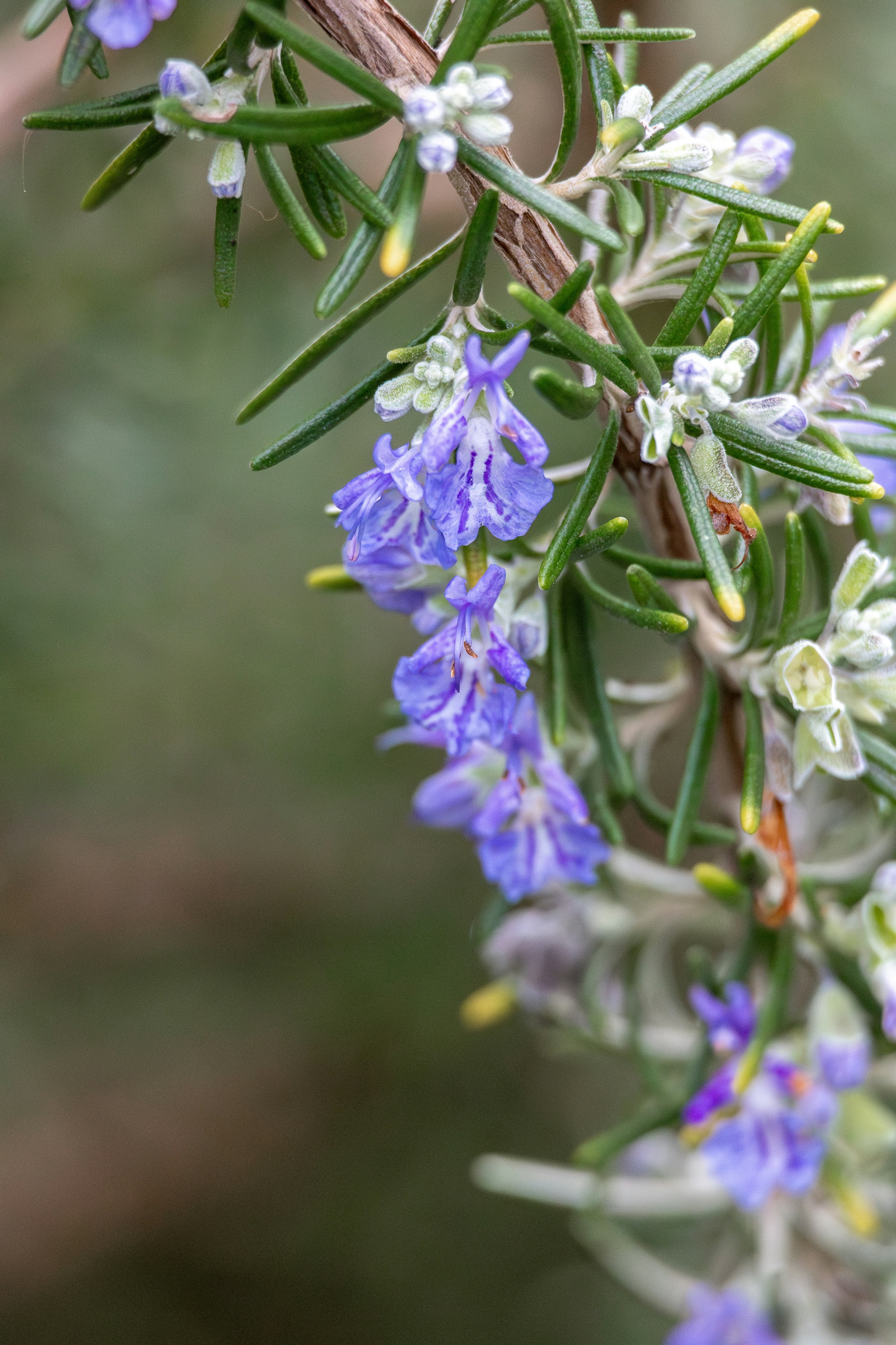 A close up of a bunch of flowers on a branch