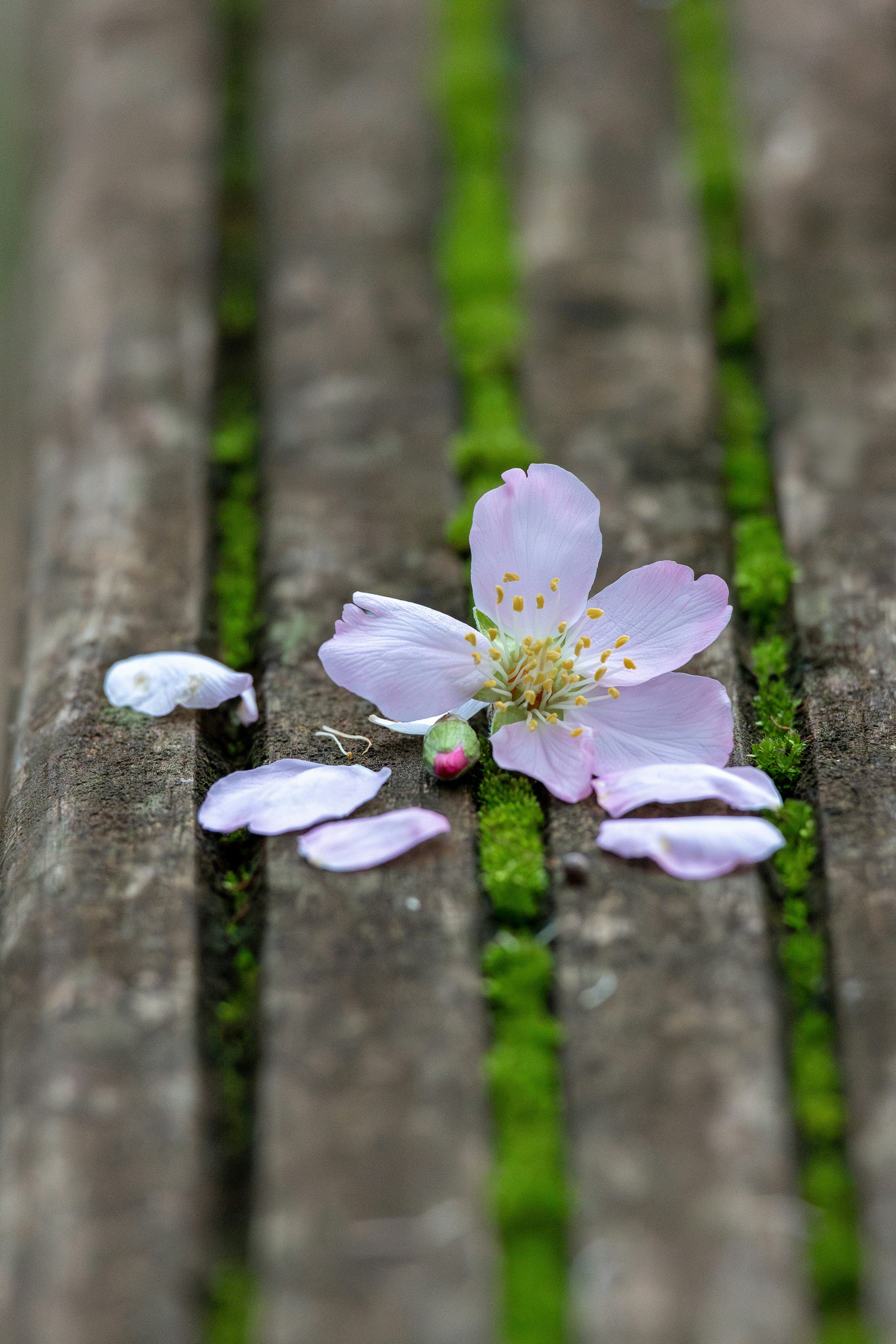 Una flor está colocada sobre un tablón de madera