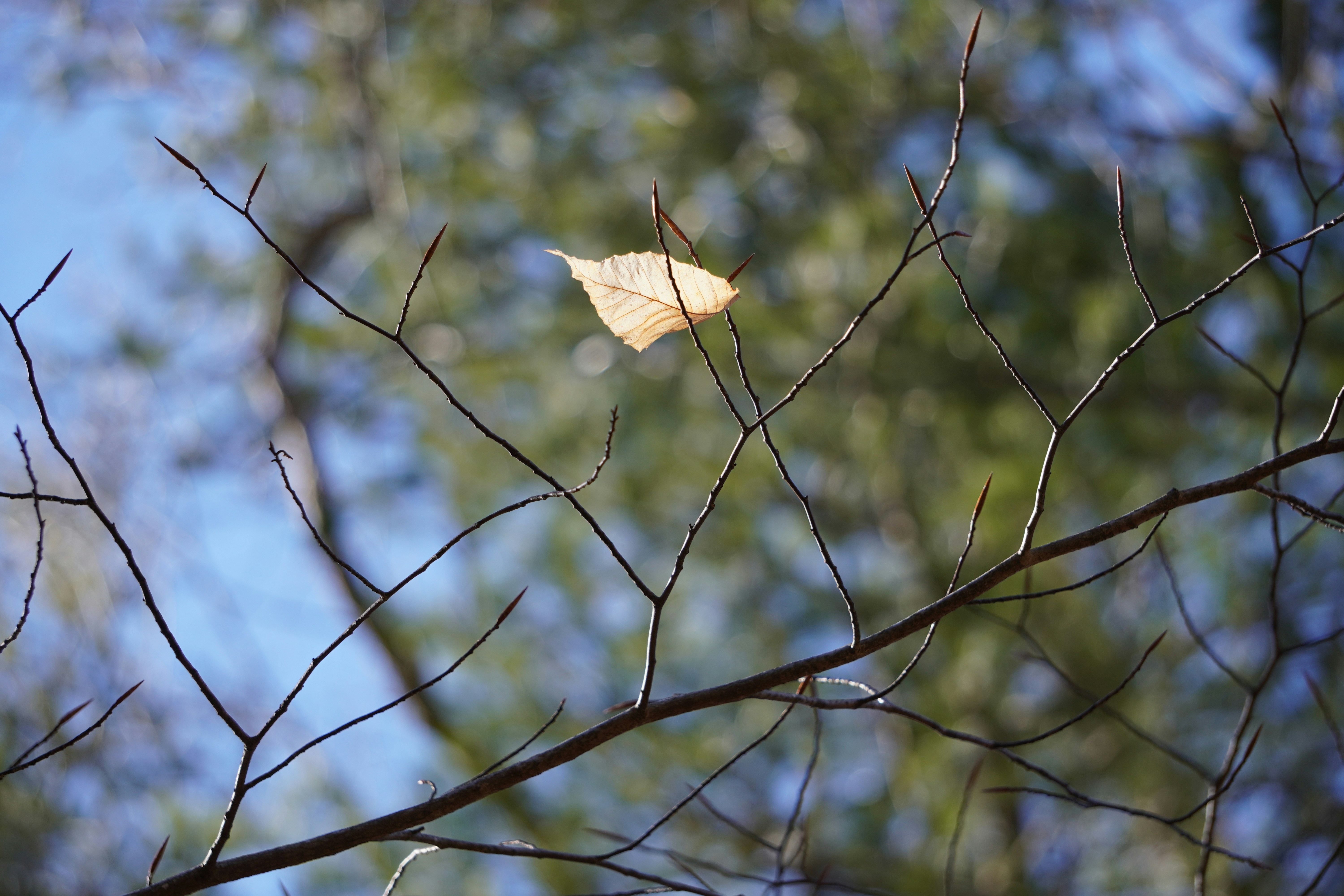 A leaf that is sitting on a tree branch