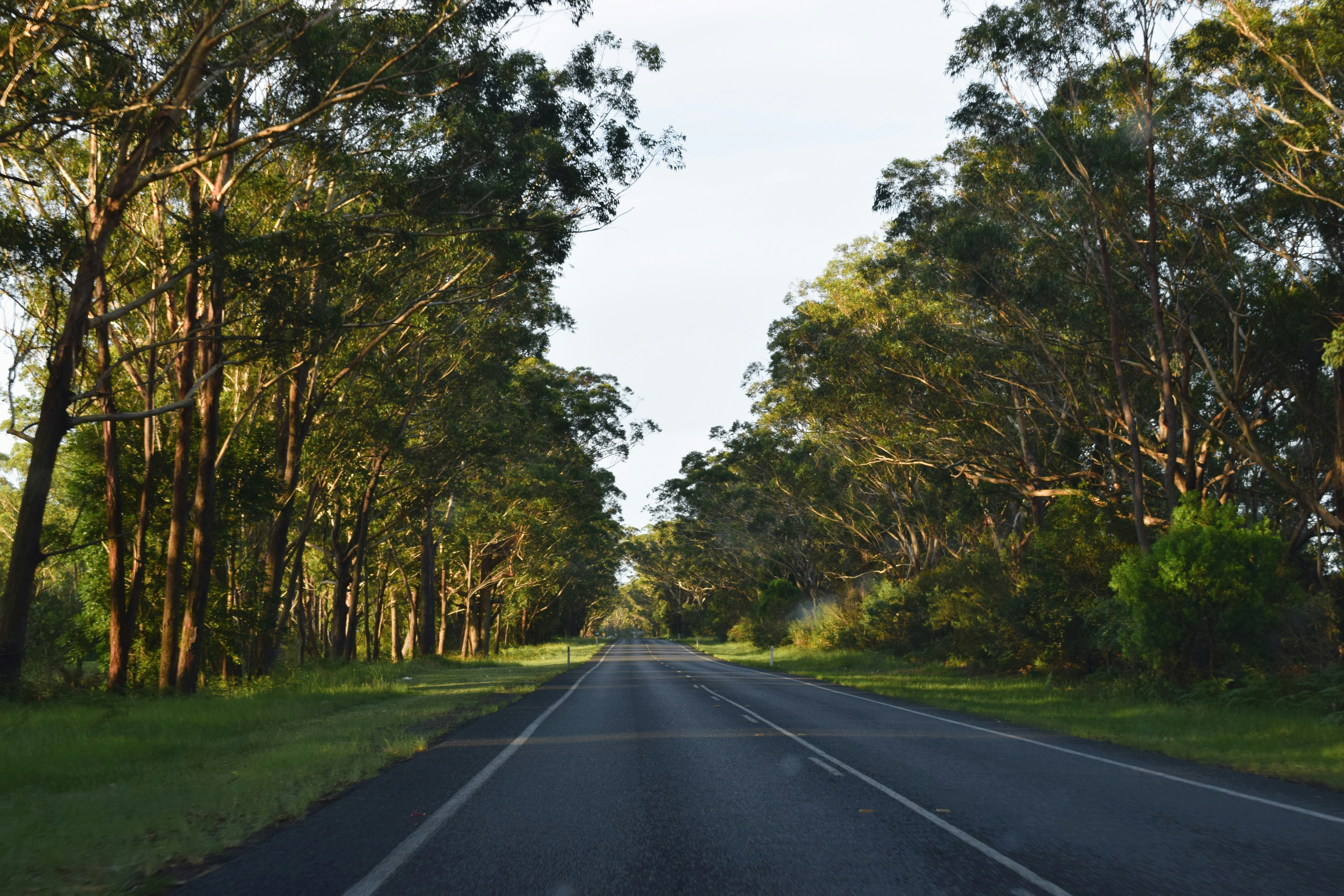 An empty road surrounded by trees and grass