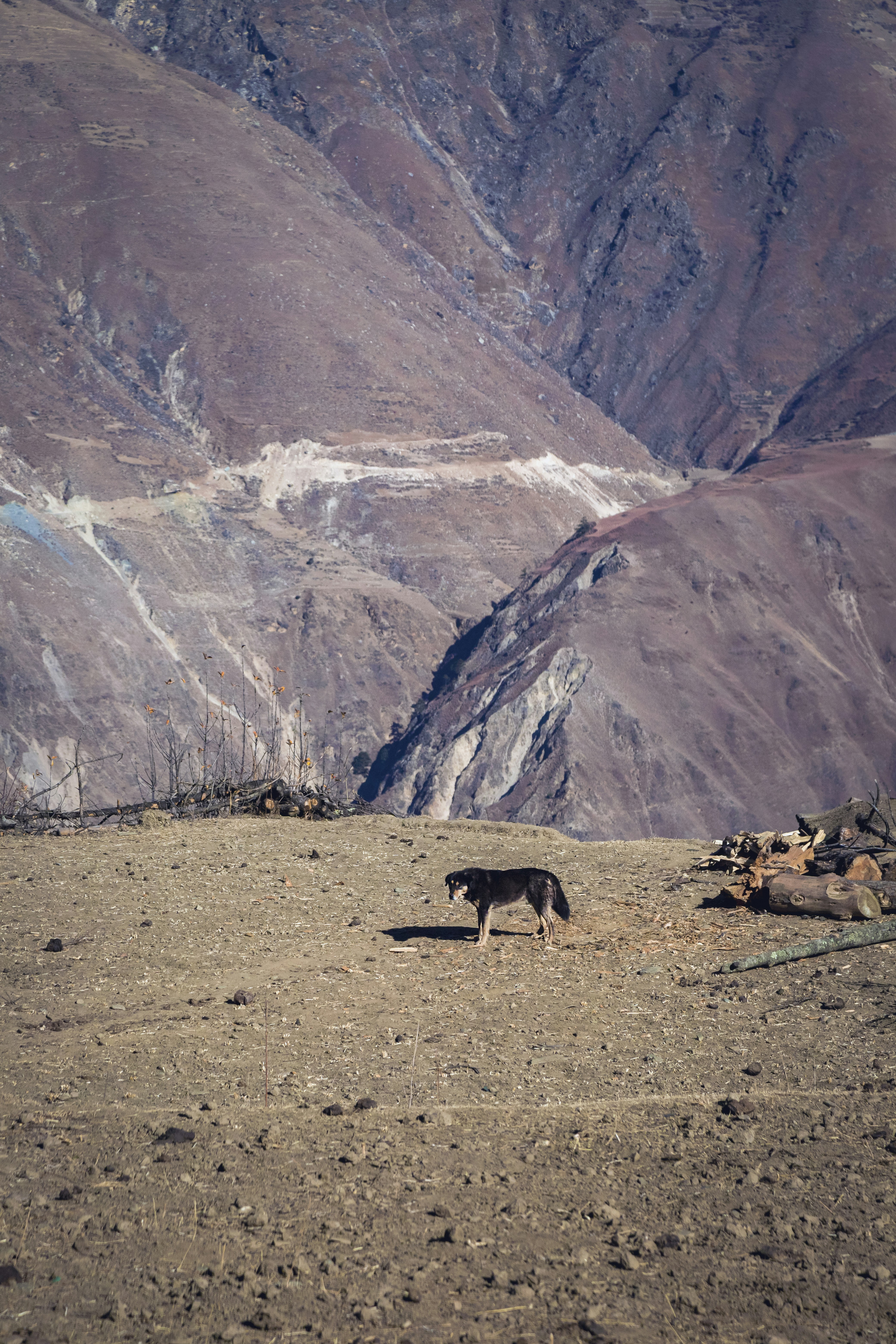 Una mucca in piedi nel mezzo di un deserto
