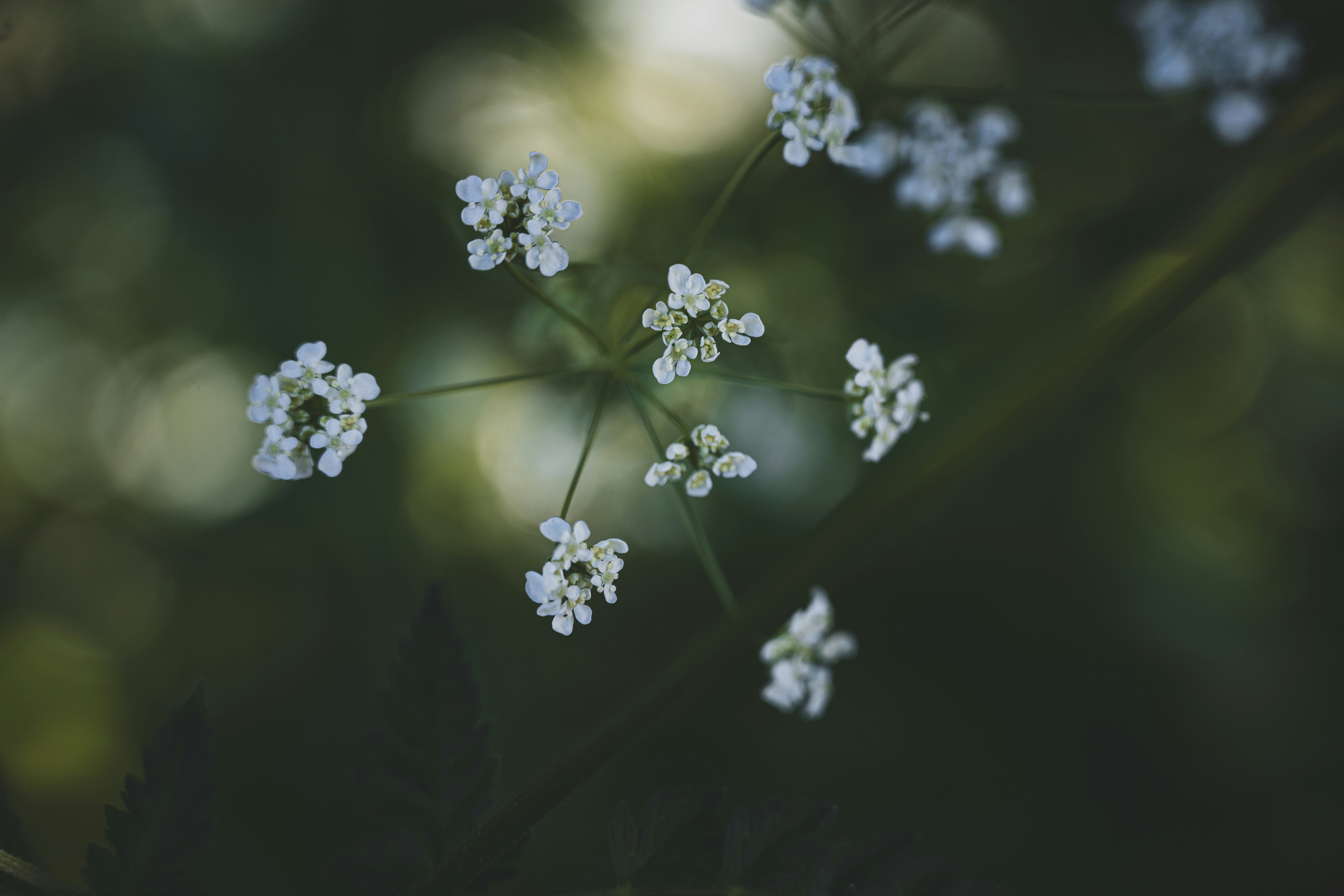 photo-1737524215790-14e7d87ff0dc?ixid=M3wxMjA3fDB8MXxzZWFyY2h8Njh8fGZyZWUlMjBjaGF0Z3B0fGVufDB8fHx8MTczODA4MTc4NHww%5Cu0026ixlib=rb-4.0.3