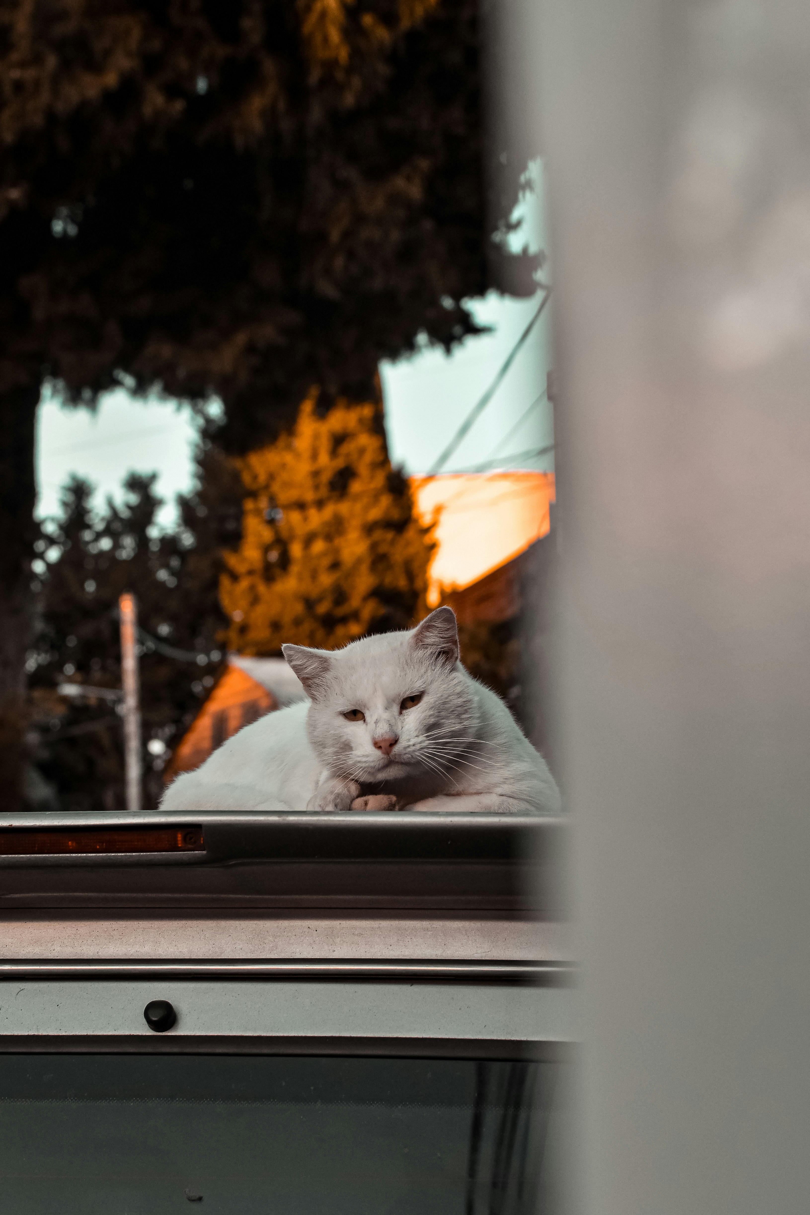 A white cat laying on top of a window sill