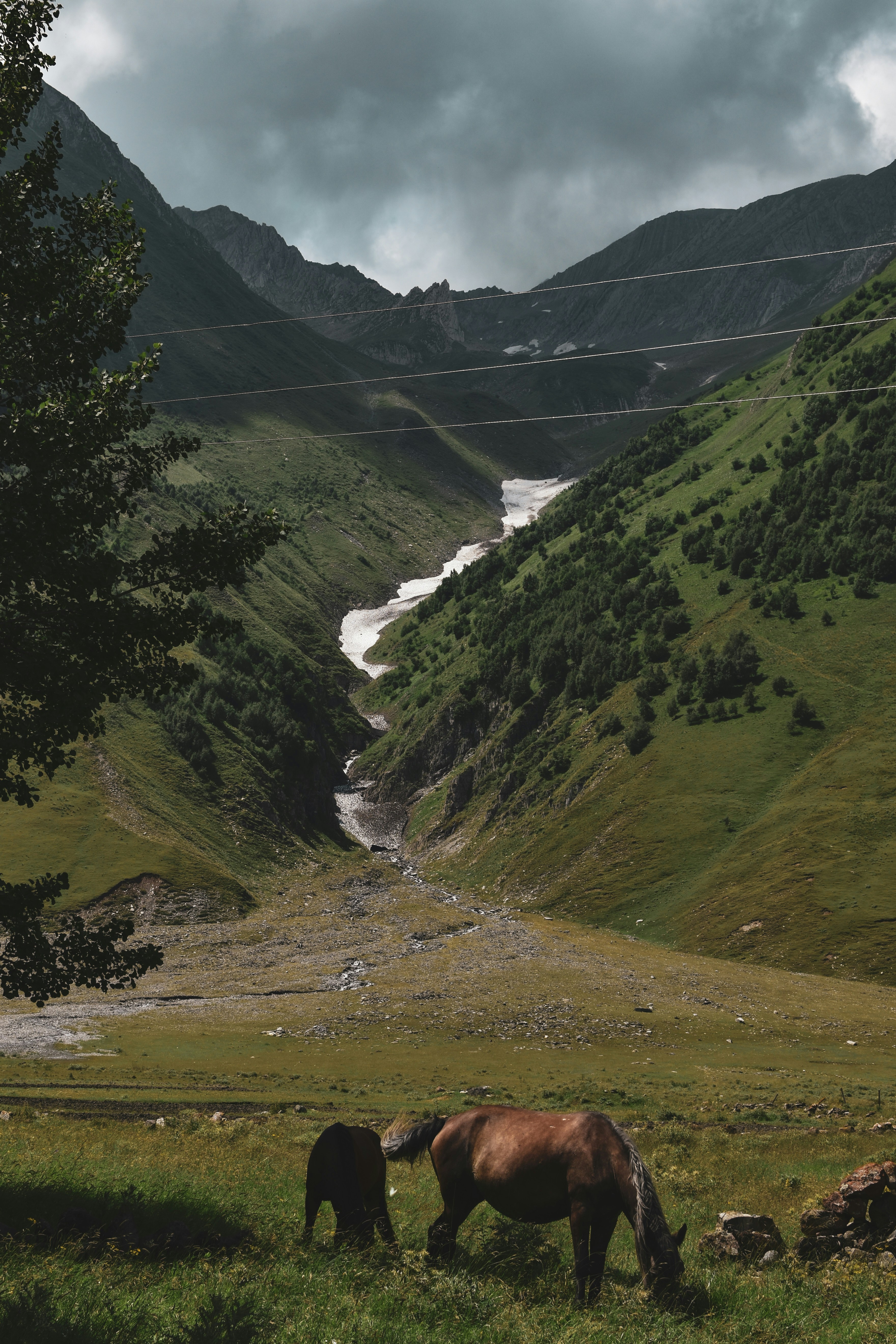 A couple of horses grazing on a lush green hillside