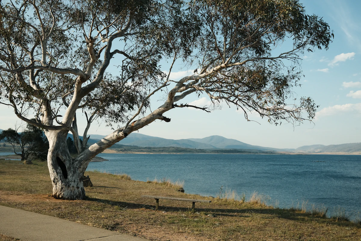 A gum tree on the shore of Lake Jindabyne, with low hills across the water