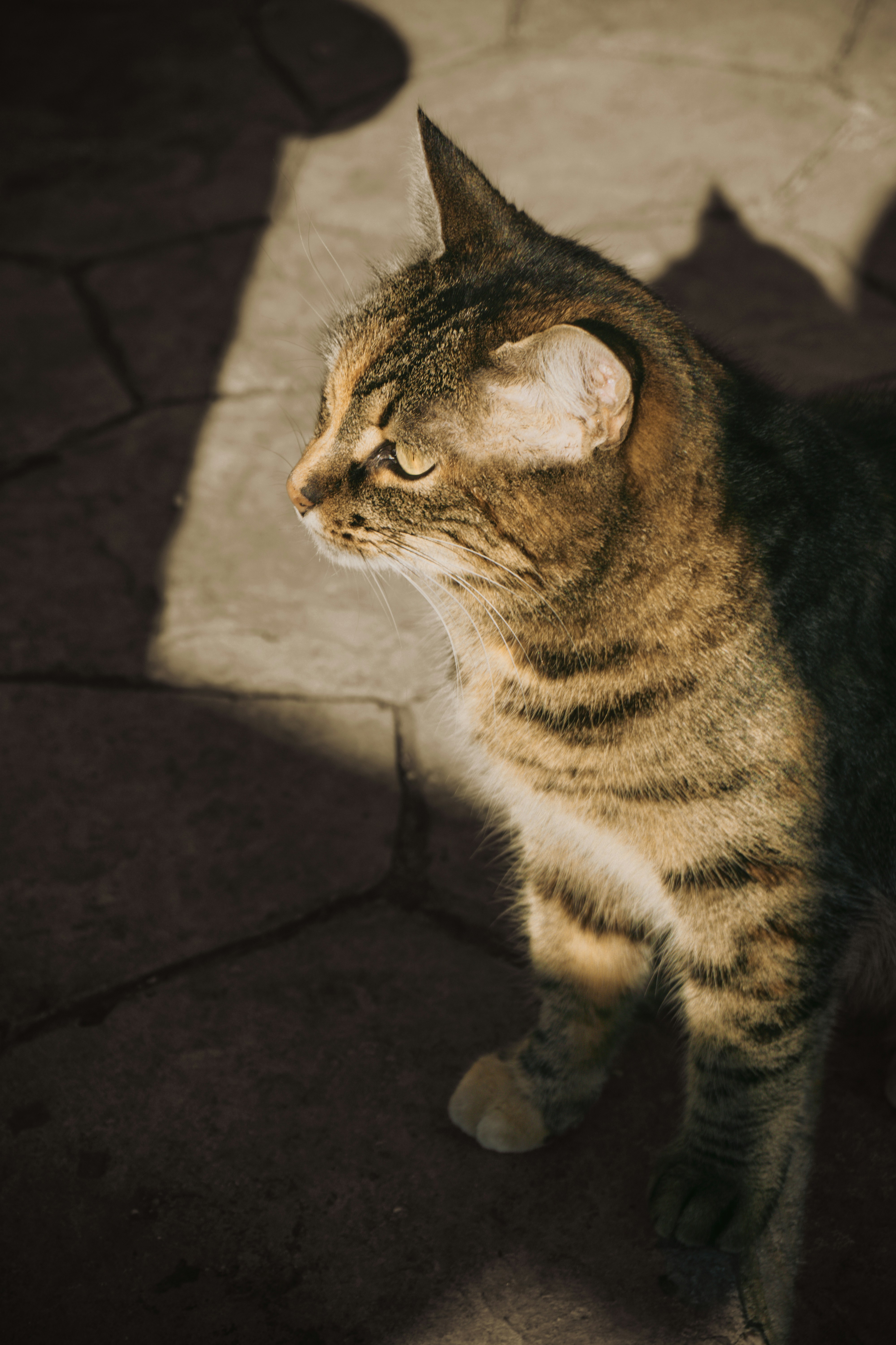 A cat standing on the ground looking up