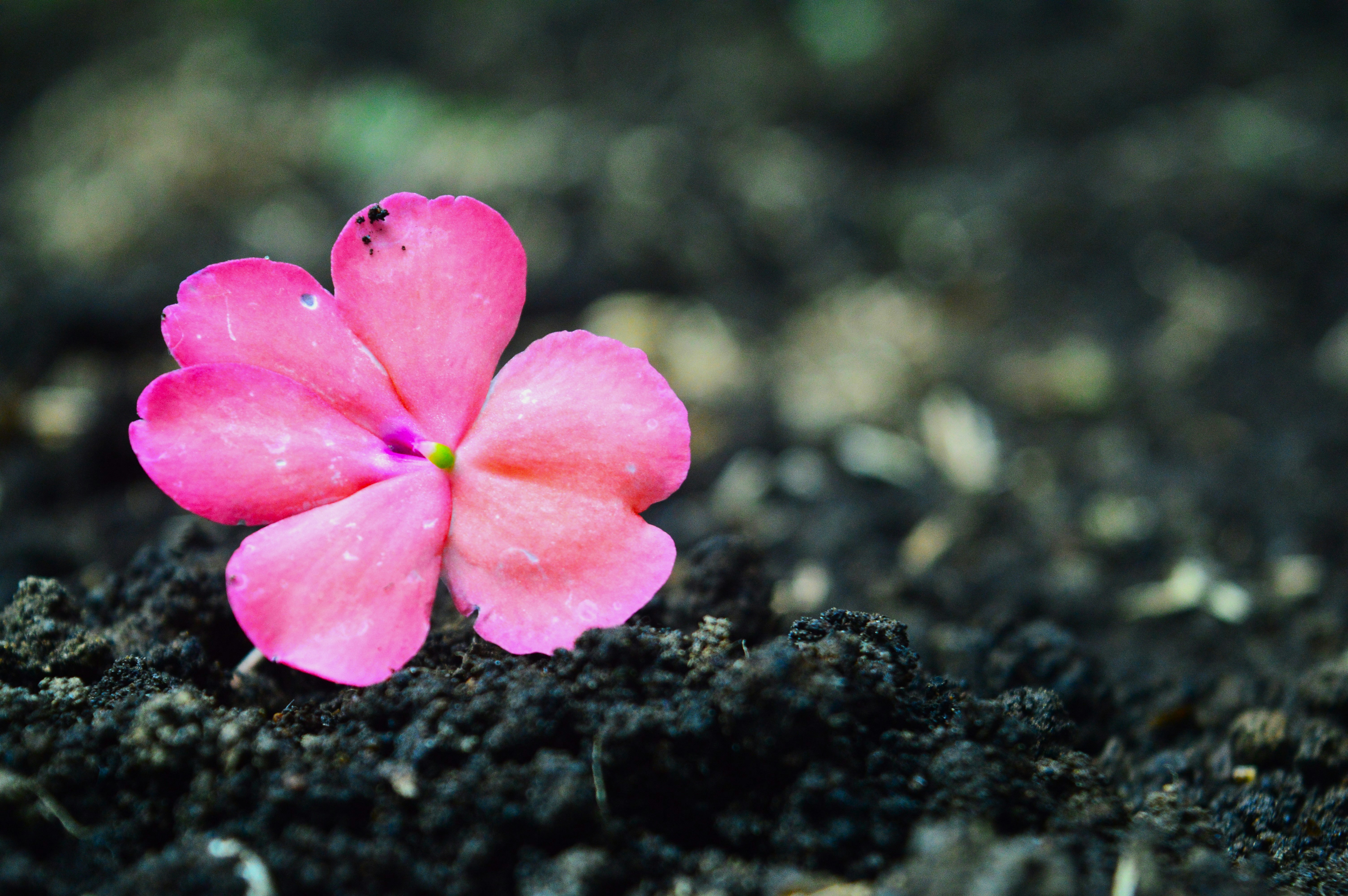a lonely flower that was left behind by another flower and stand alone