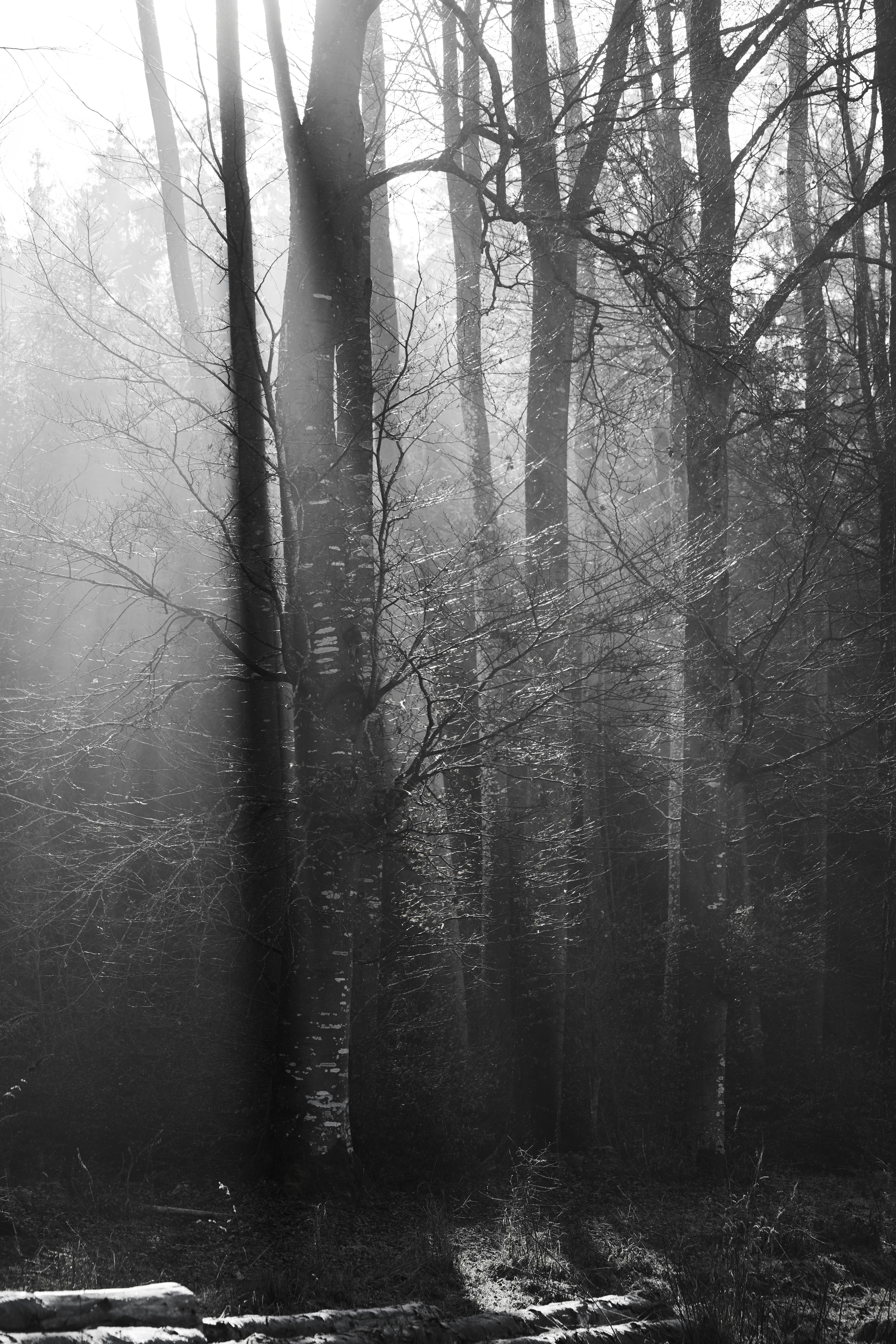 Photo by wolfgang_hasselmann