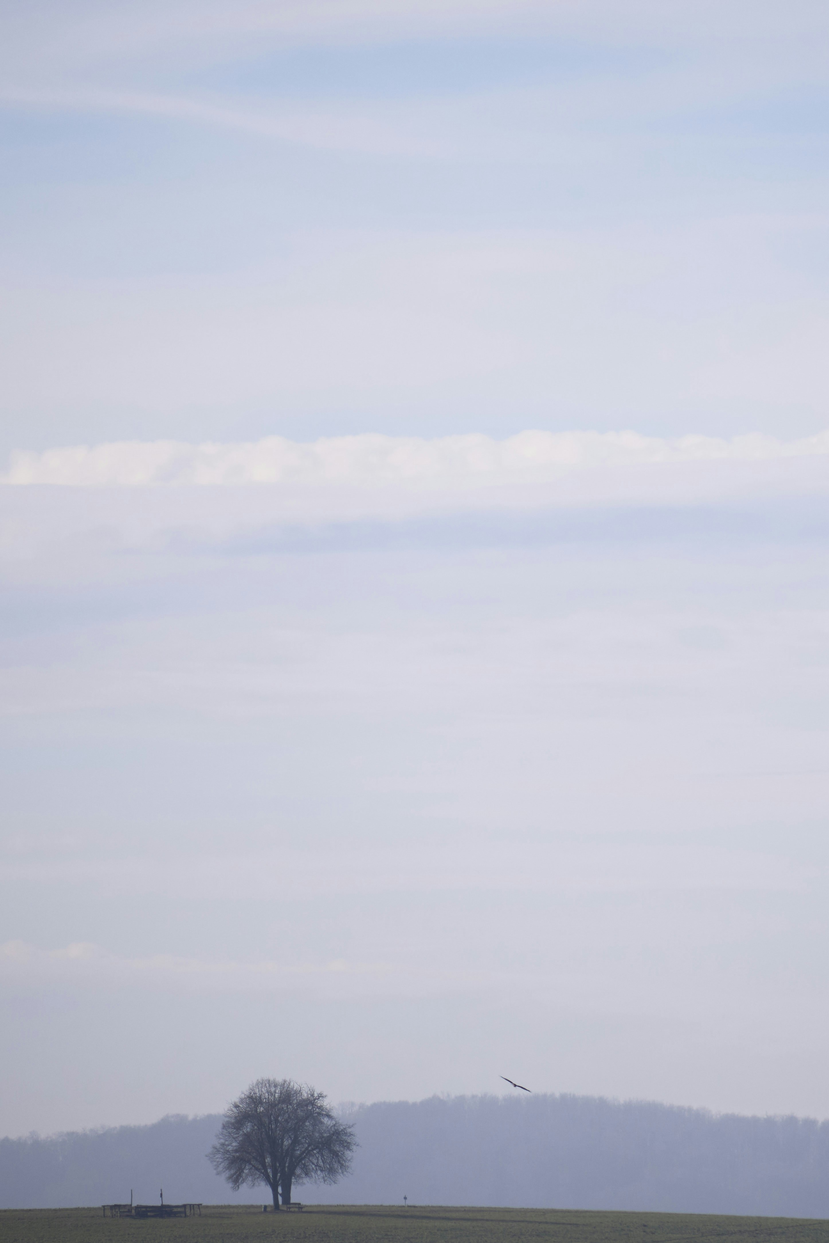 Photo by wolfgang_hasselmann