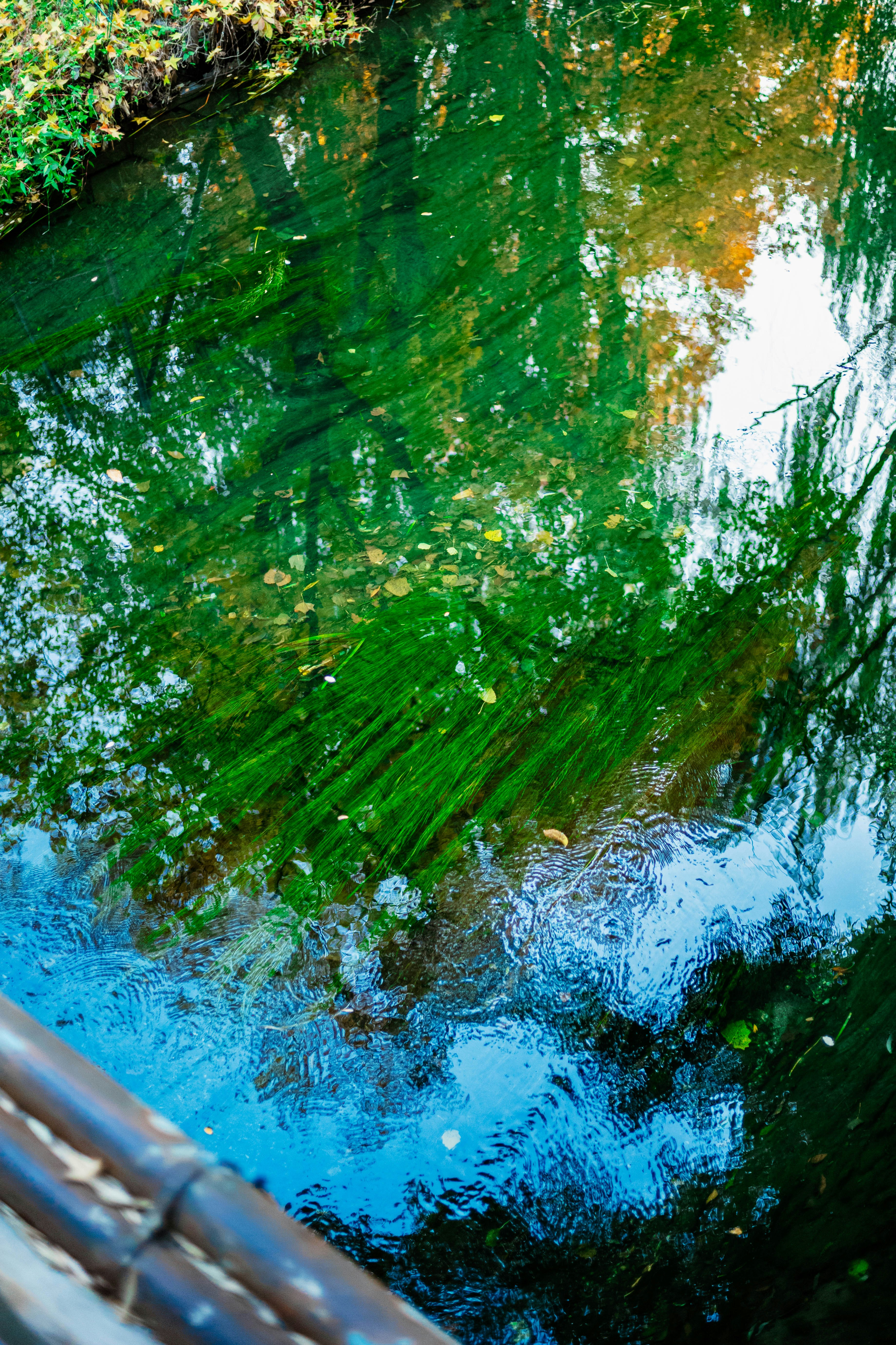 A small stream running through a lush green forest