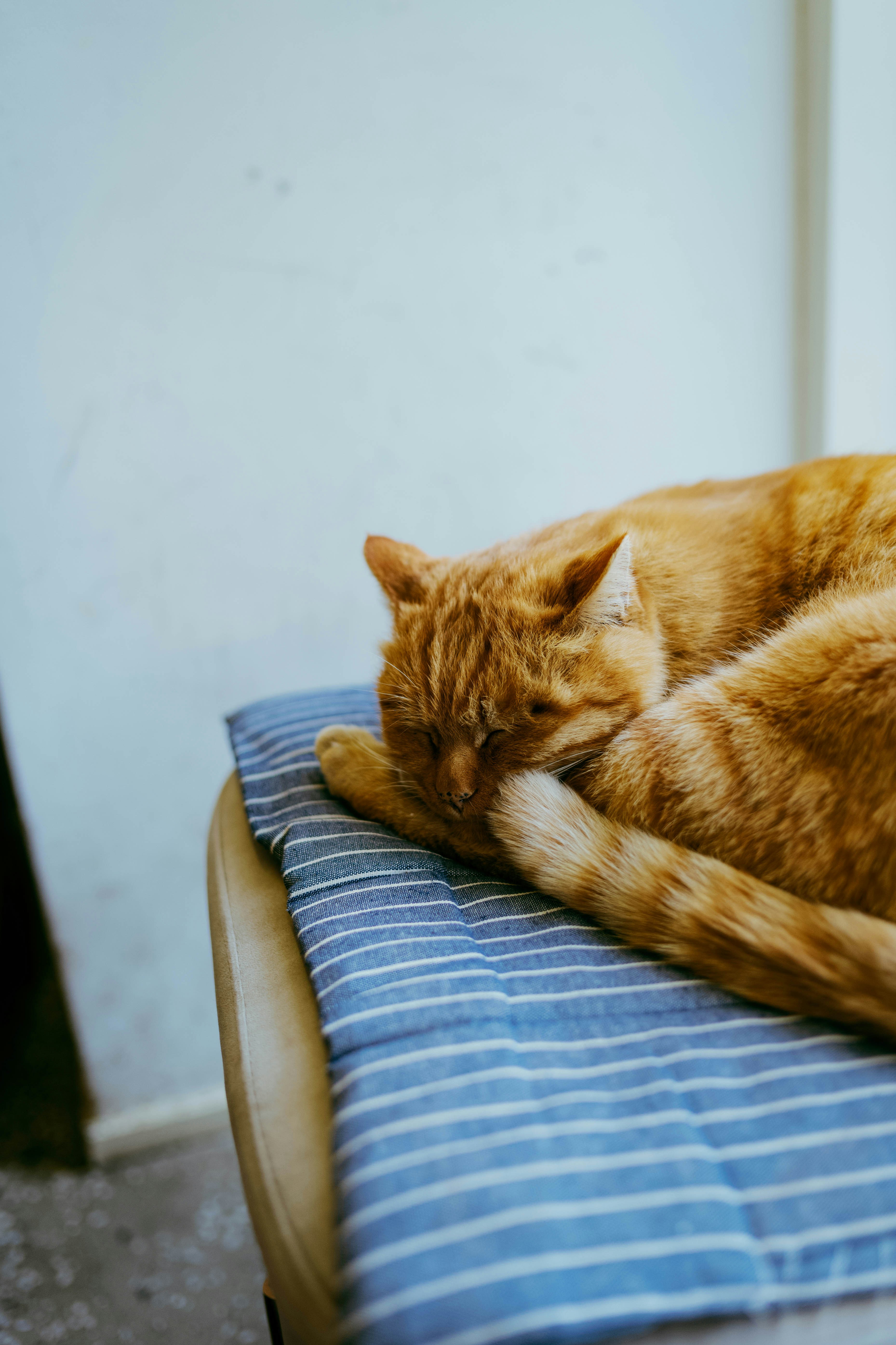 Photo by tommaomaoer