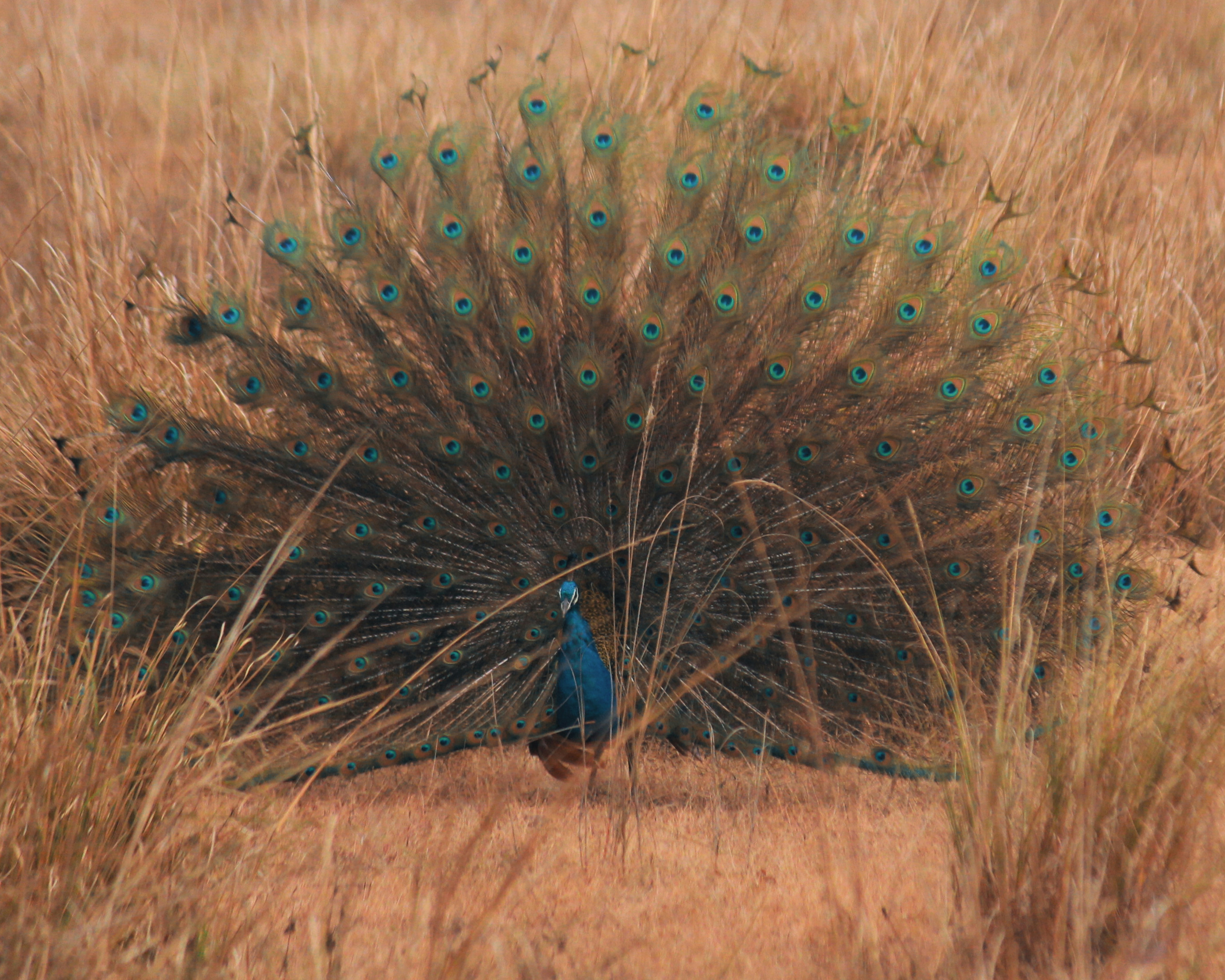 Indian Peafowl displaying feathers