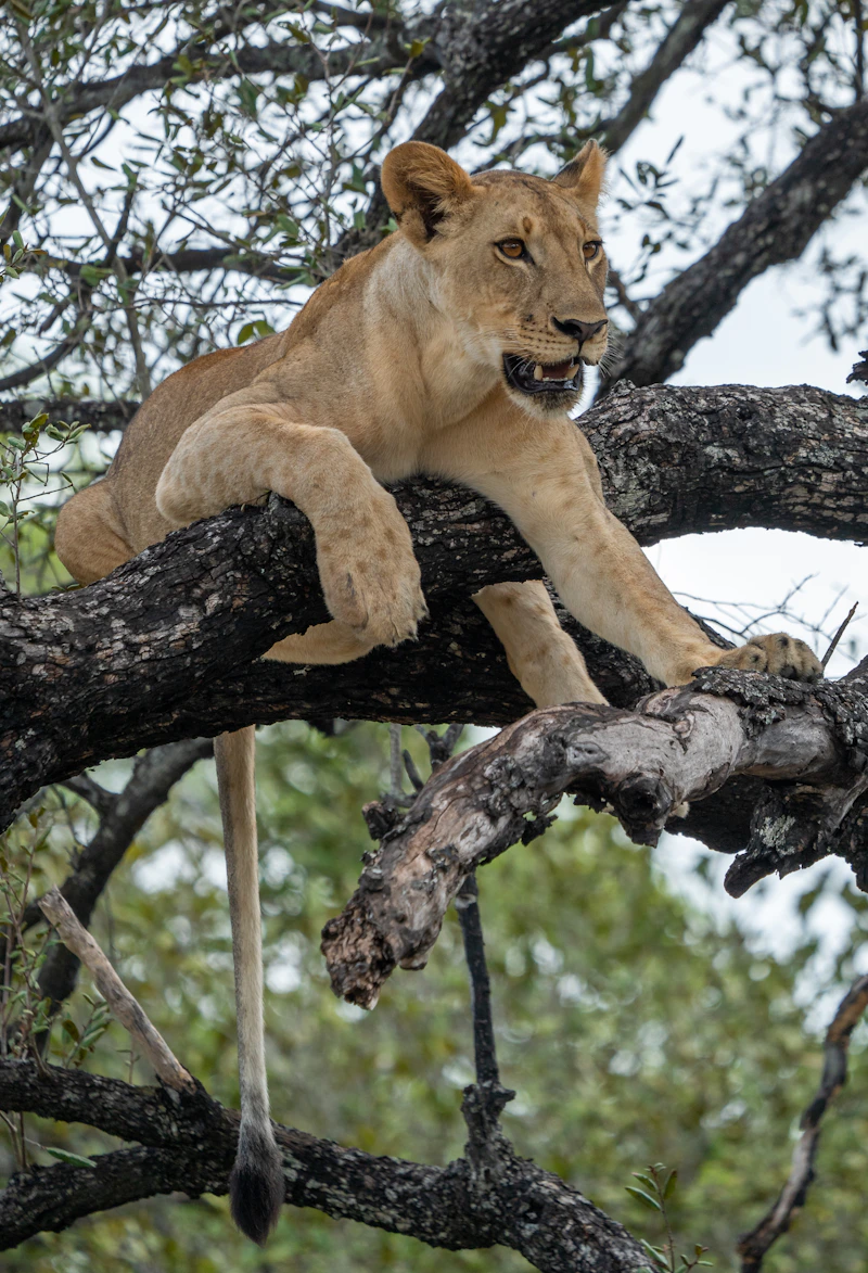 Lion resting on a tree branch at Lake Manyara