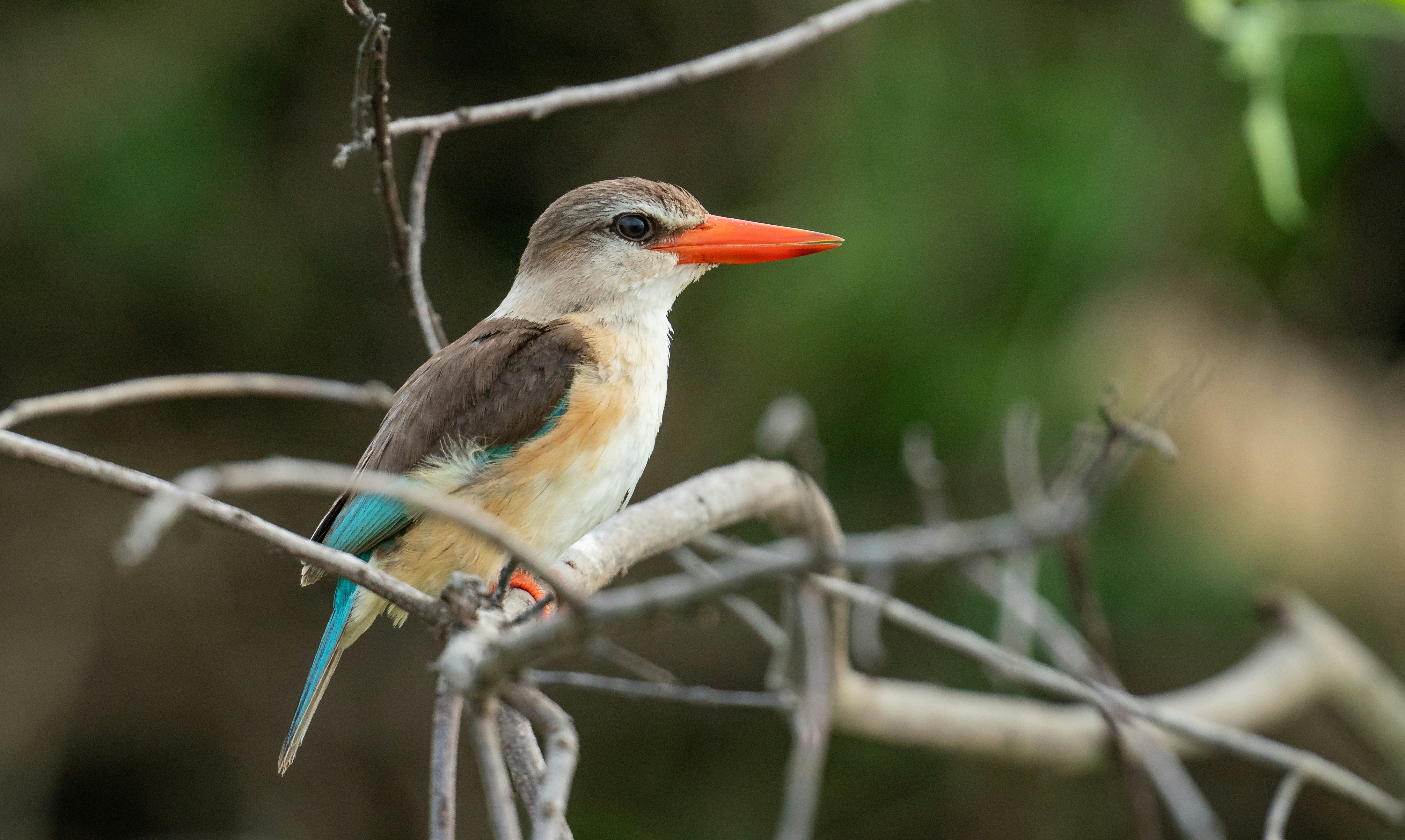 A small bird perched on a tree branch