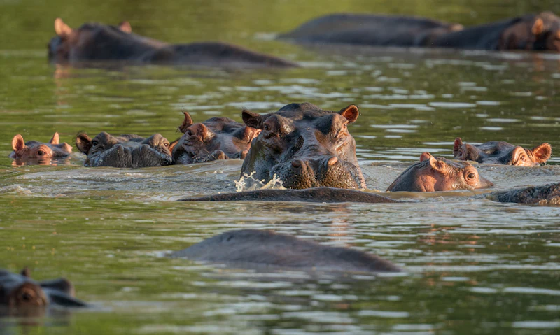 Grupo de hipopótamos en el agua en el Parque Nacional Nyerere