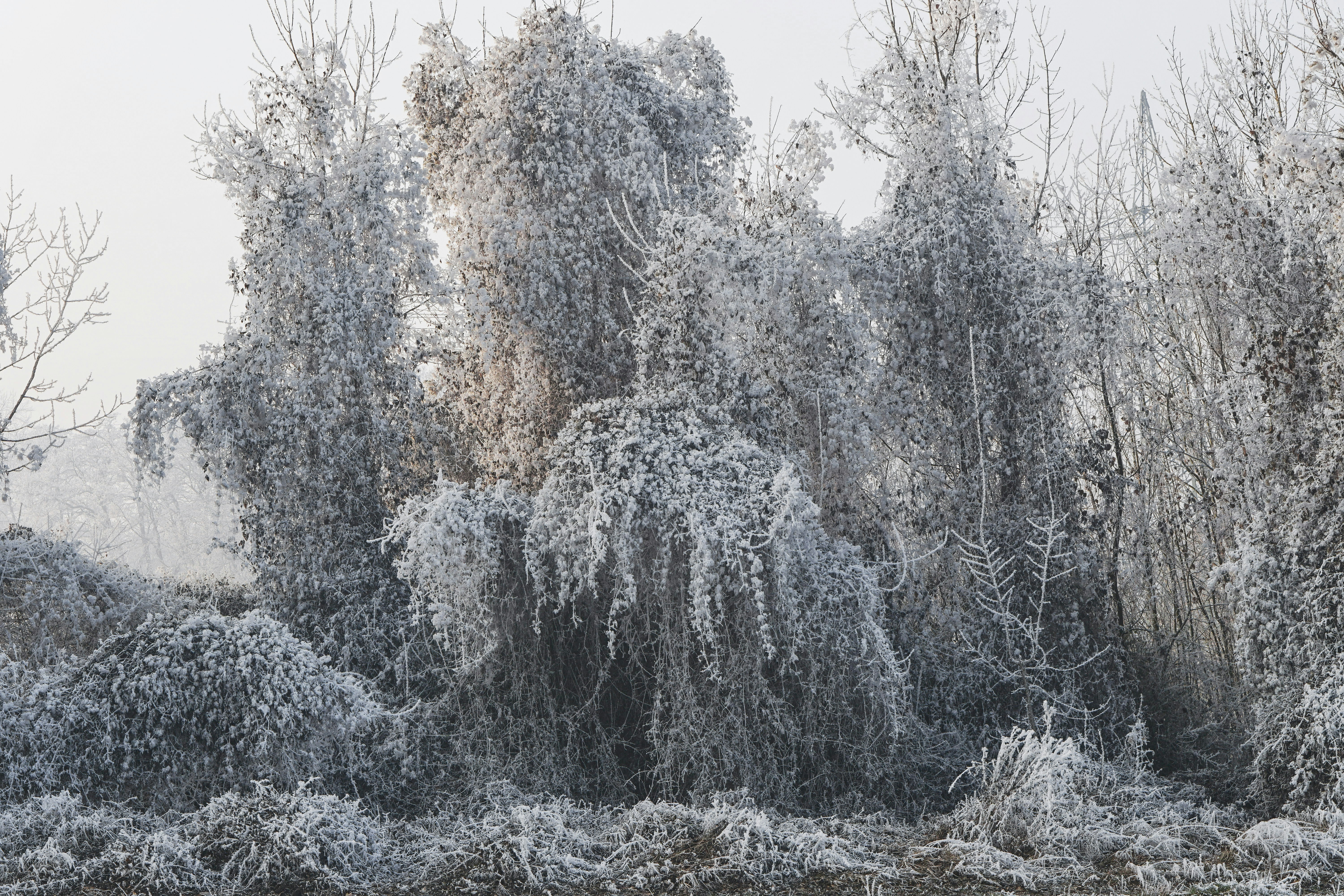 A group of trees covered in snow next to a body of water