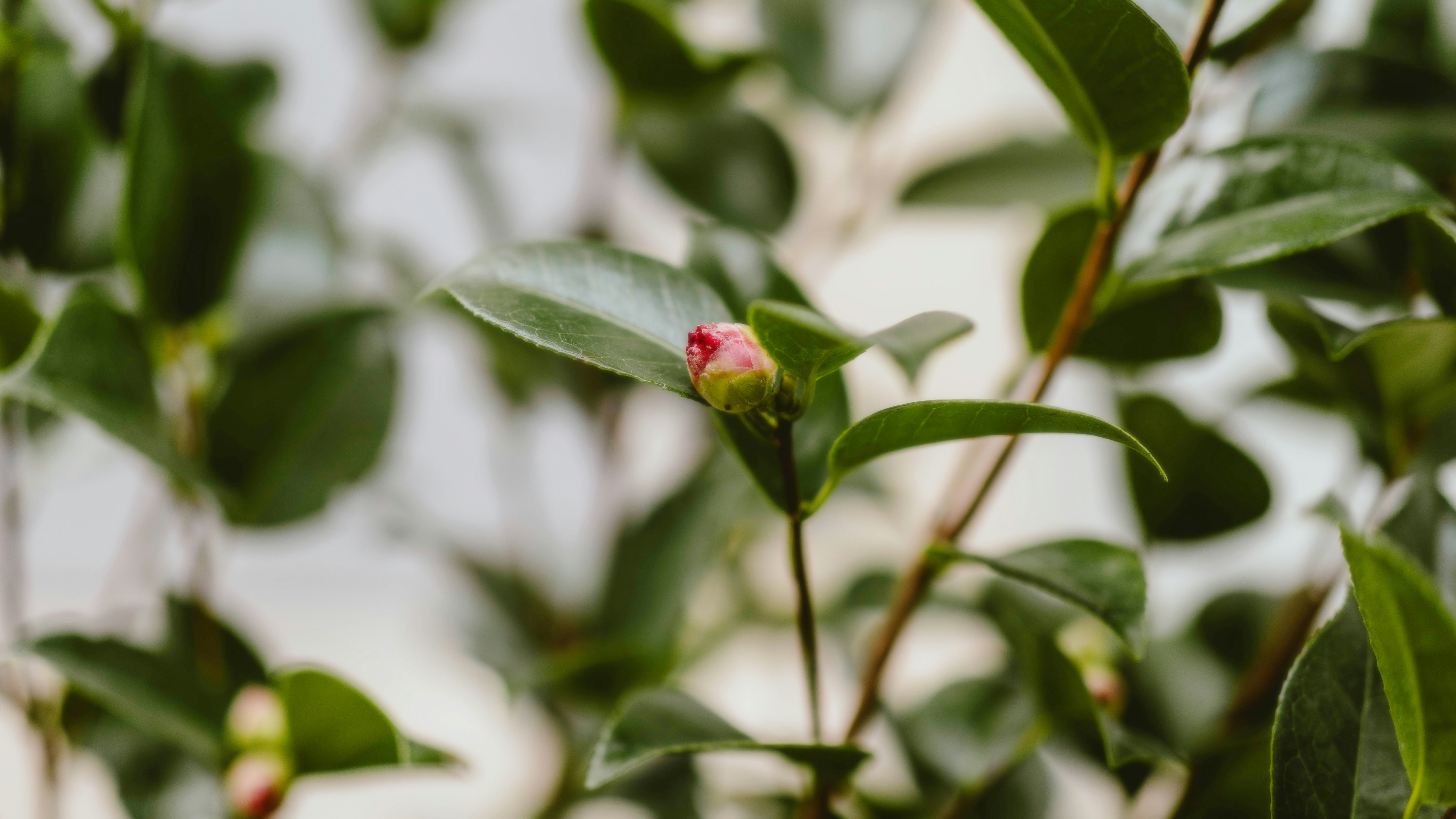 Photo by alingavriliuc