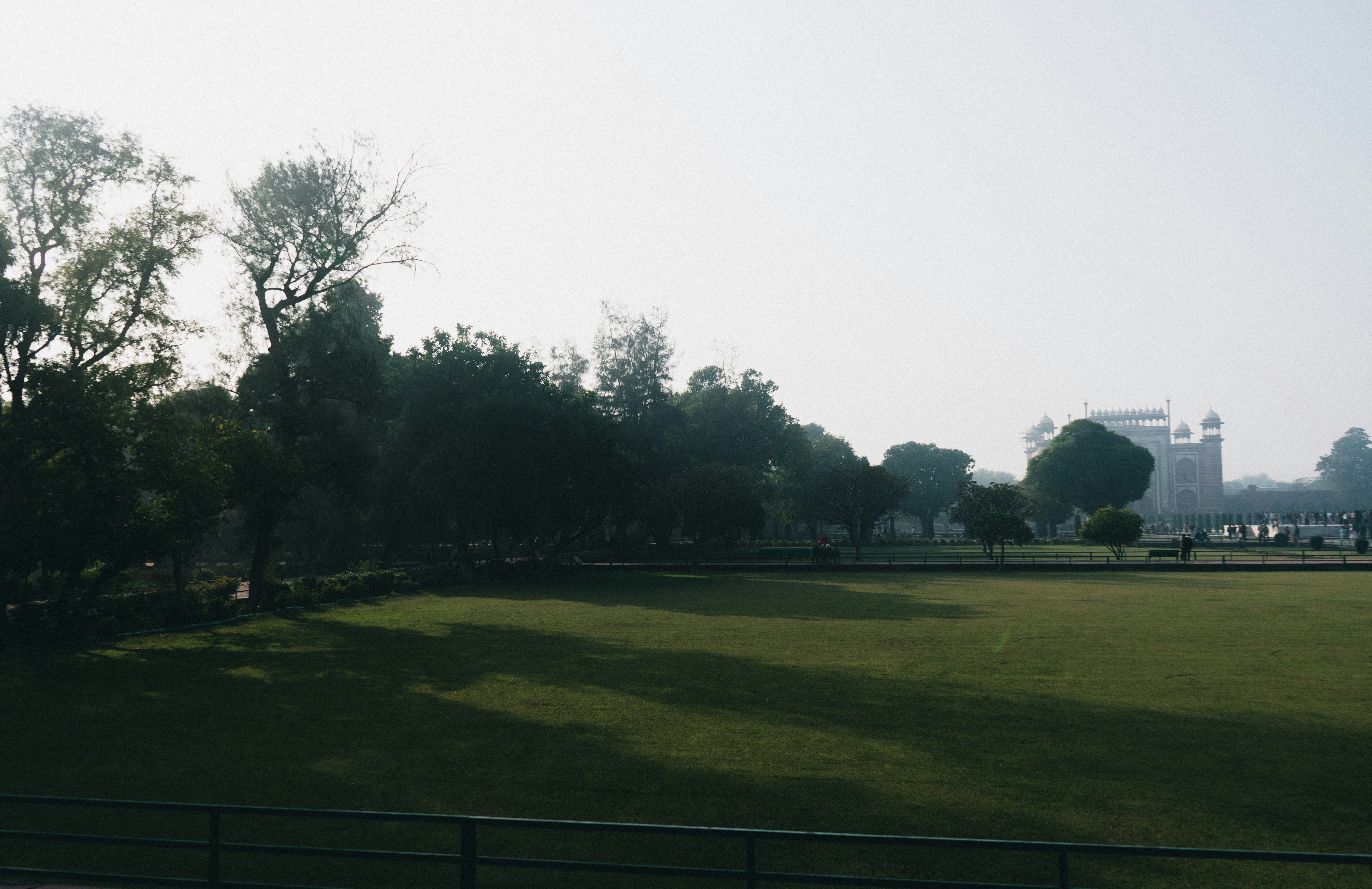 Grassy field with trees