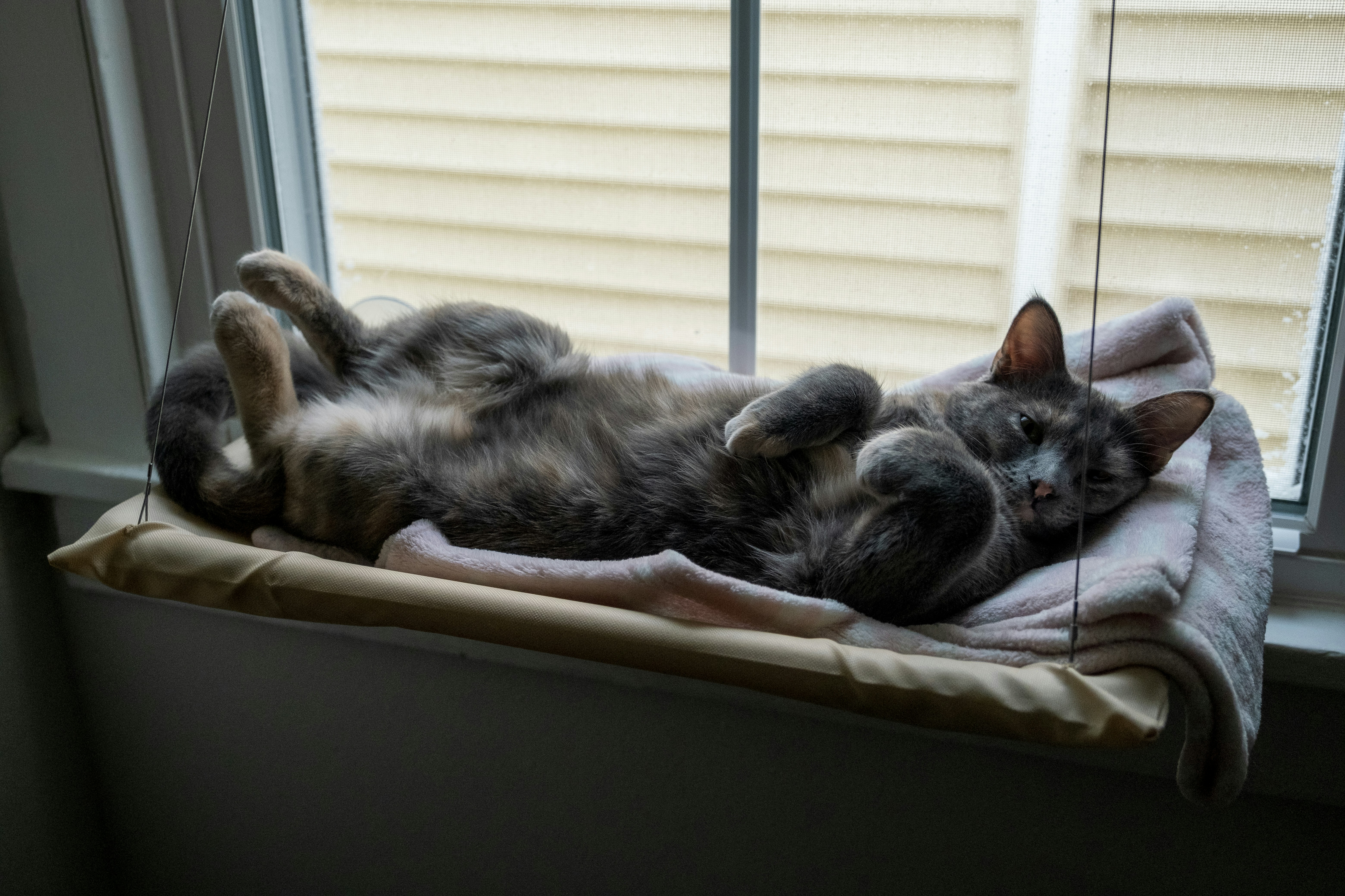 A cat laying on top of a window sill