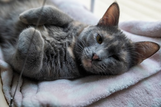 A gray cat laying on top of a pink blanket