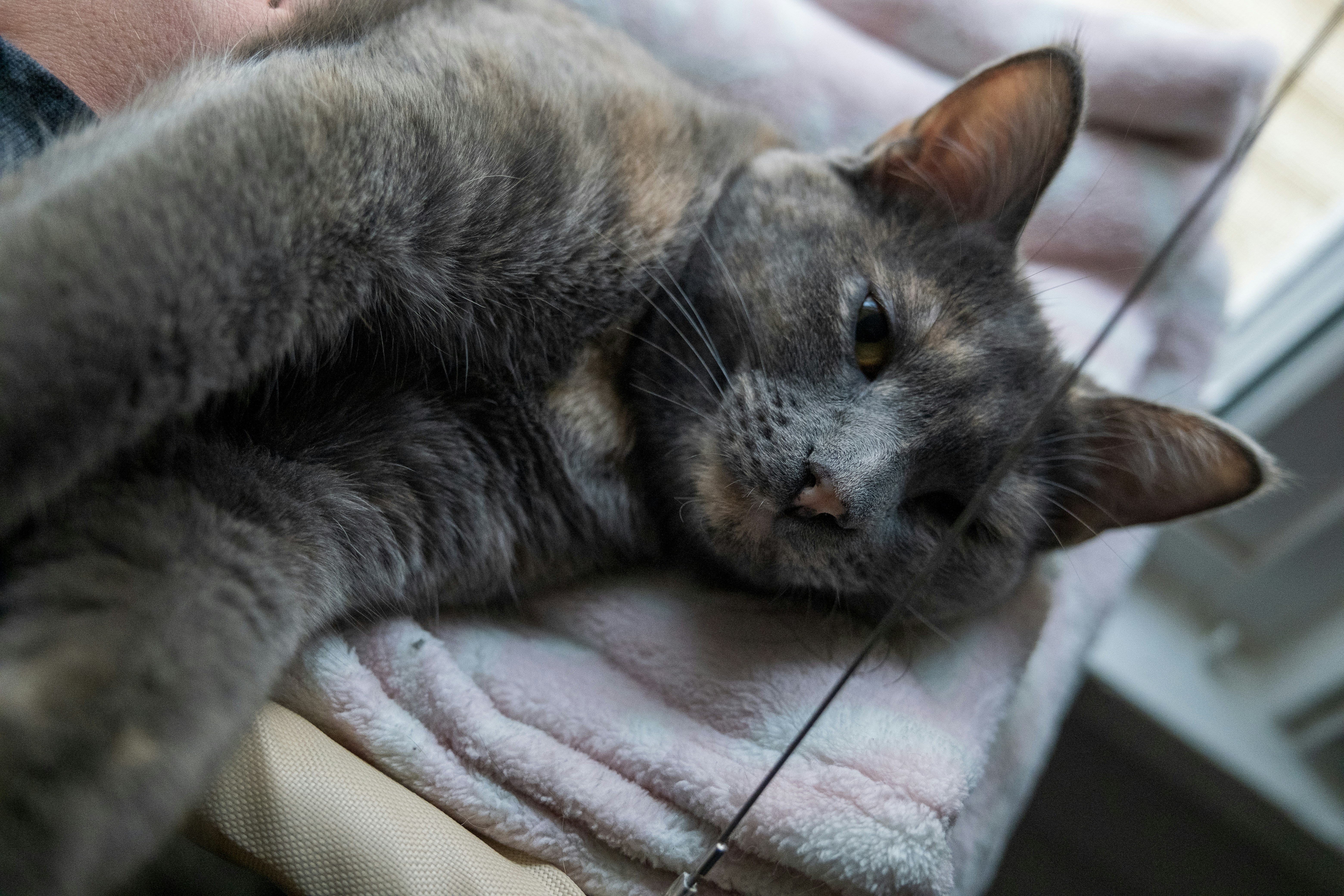 A cat laying on top of a towel on top of a window sill
