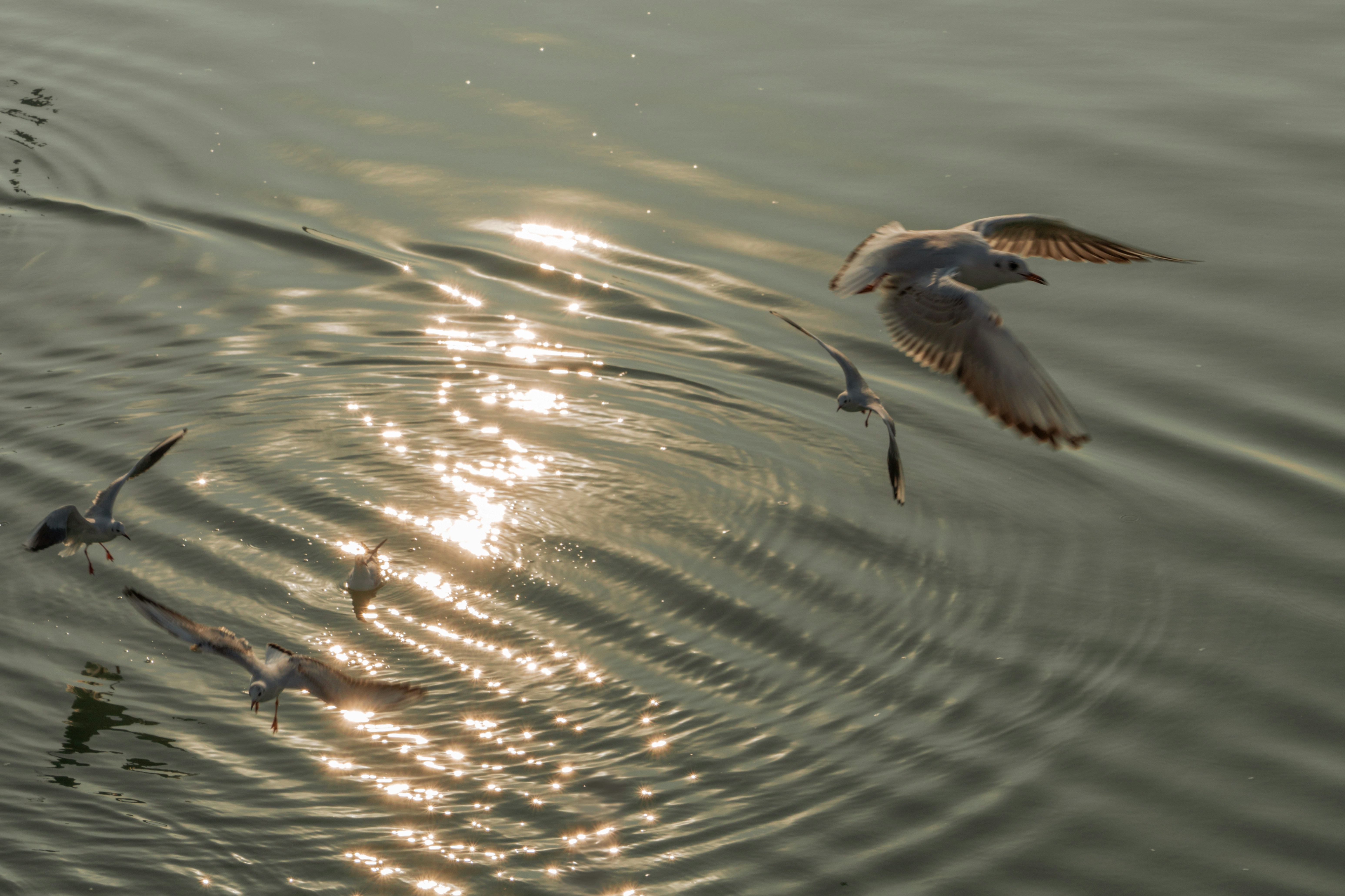 Aunt Catfish Early Bird Menu