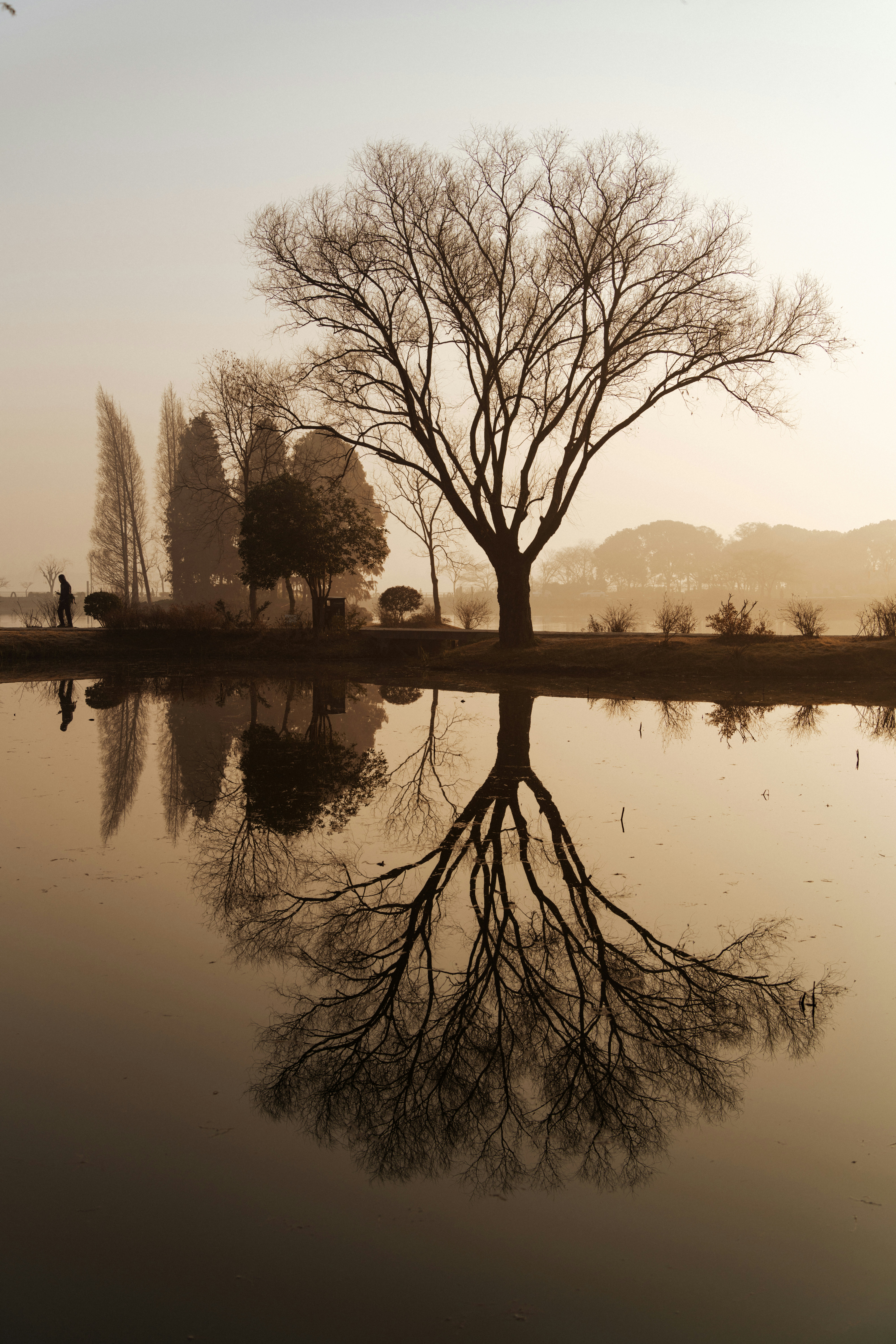 A tree is reflected in the water of a lake