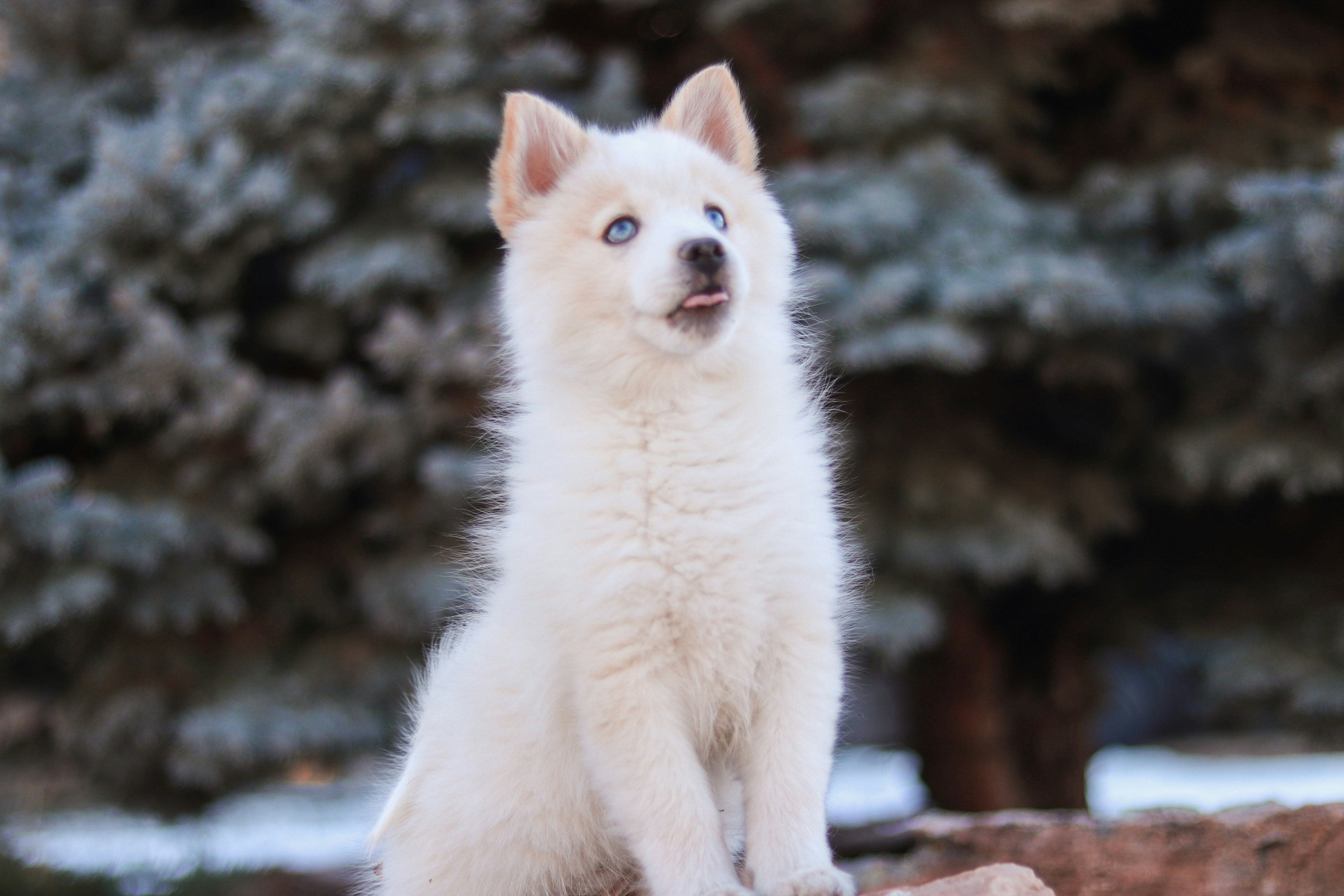 A small white dog sitting on top of a rock