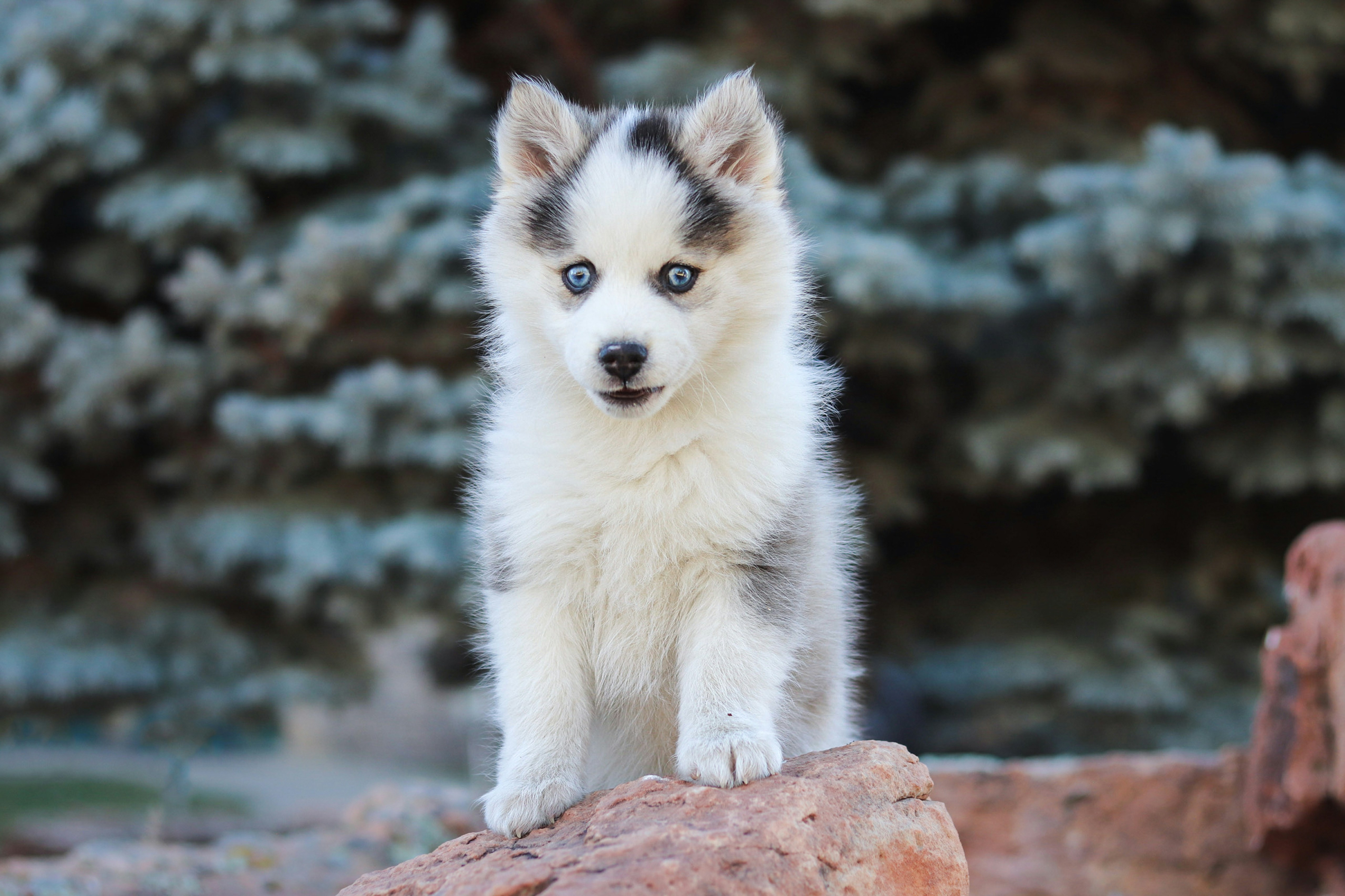 A puppy standing on top of a large rock