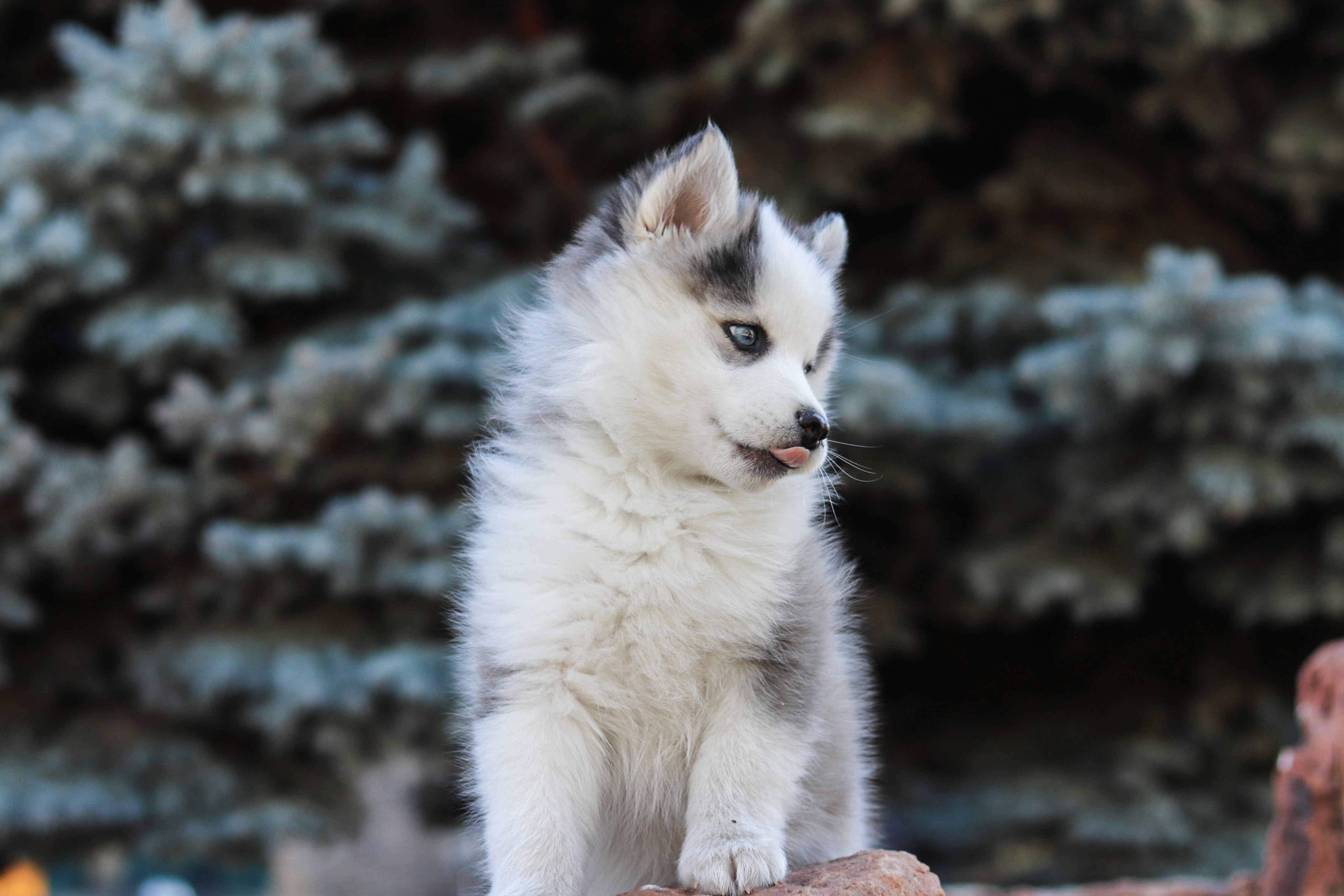 A white and gray puppy sitting on top of a rock