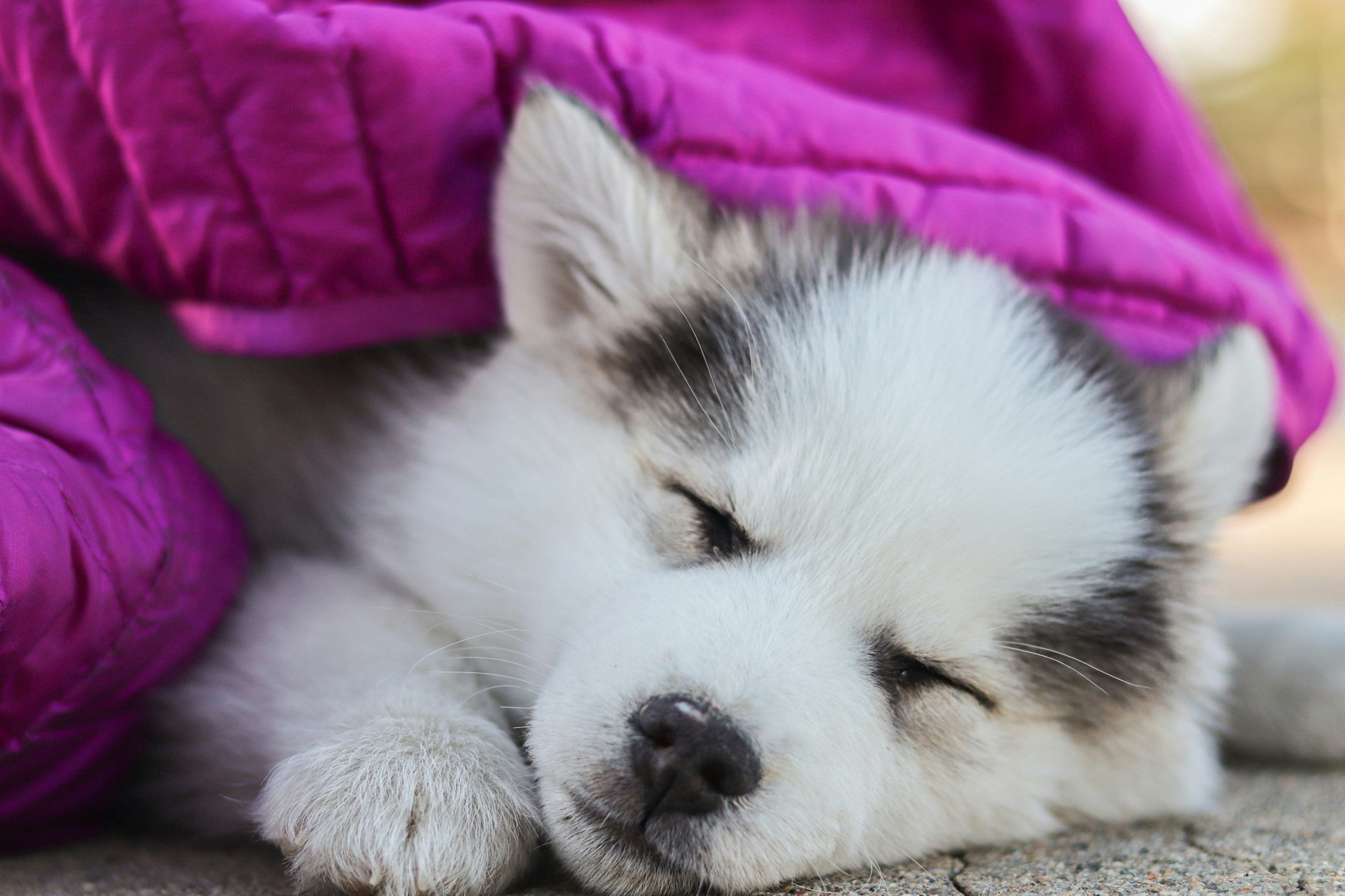 A white and black puppy sleeping under a purple blanket