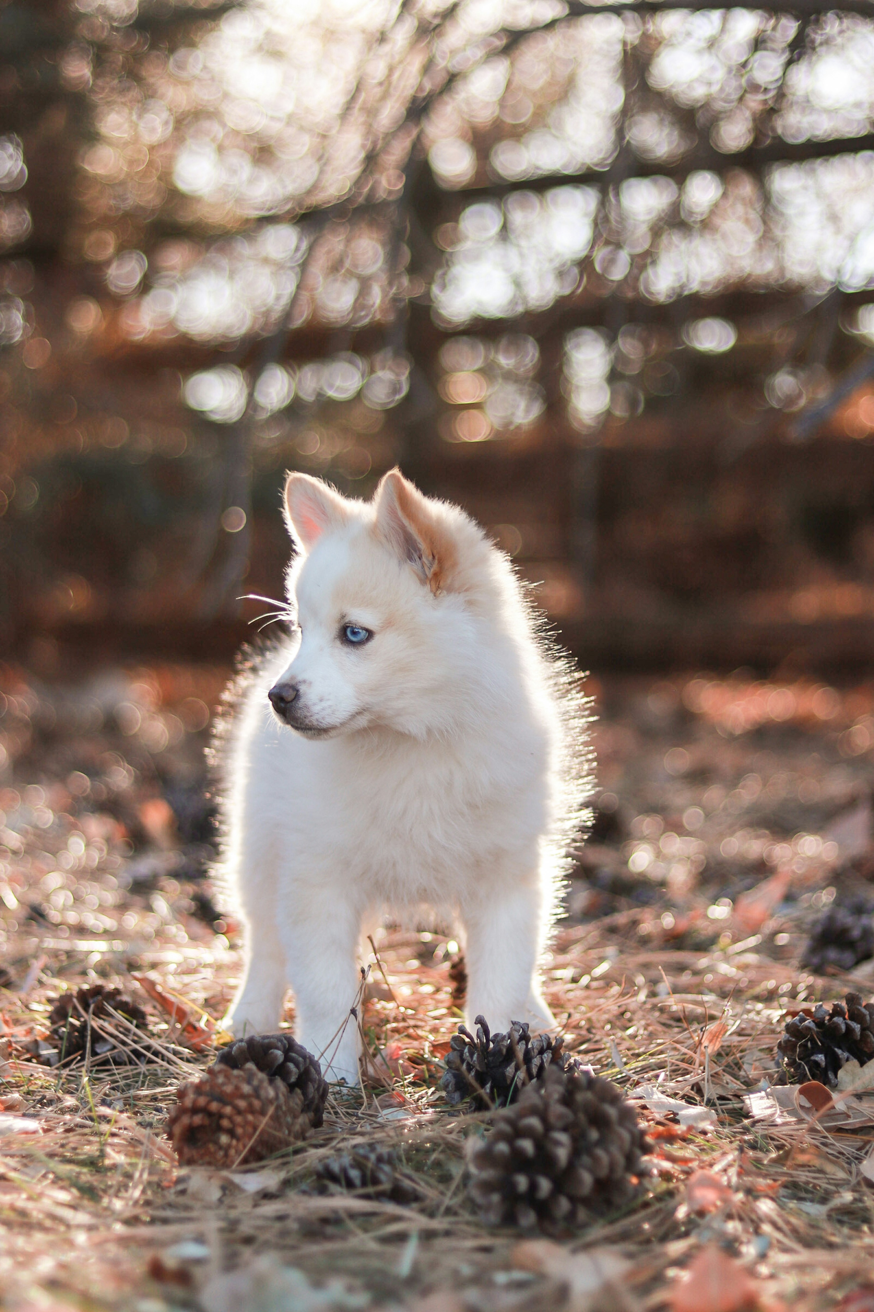 A small white dog standing on top of a pile of pine cones