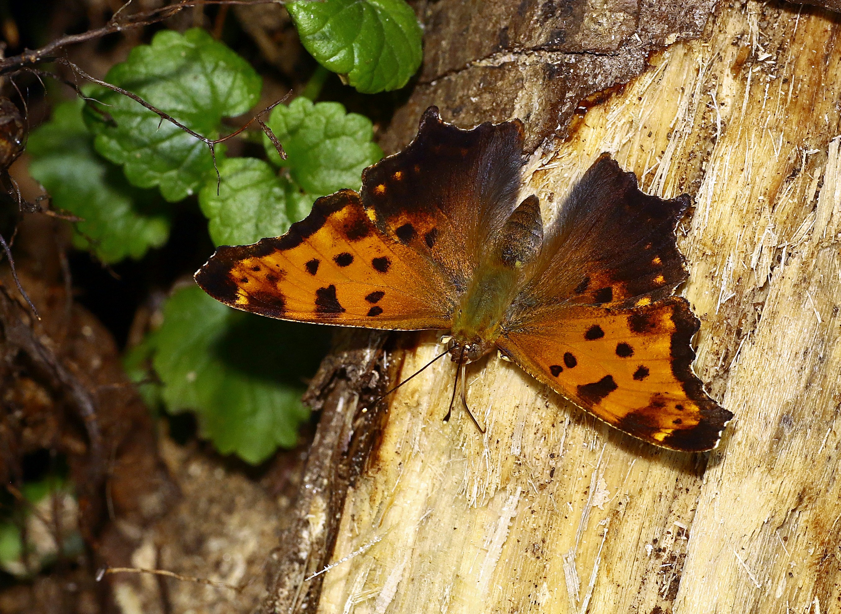 Photo by telliottmbamsc