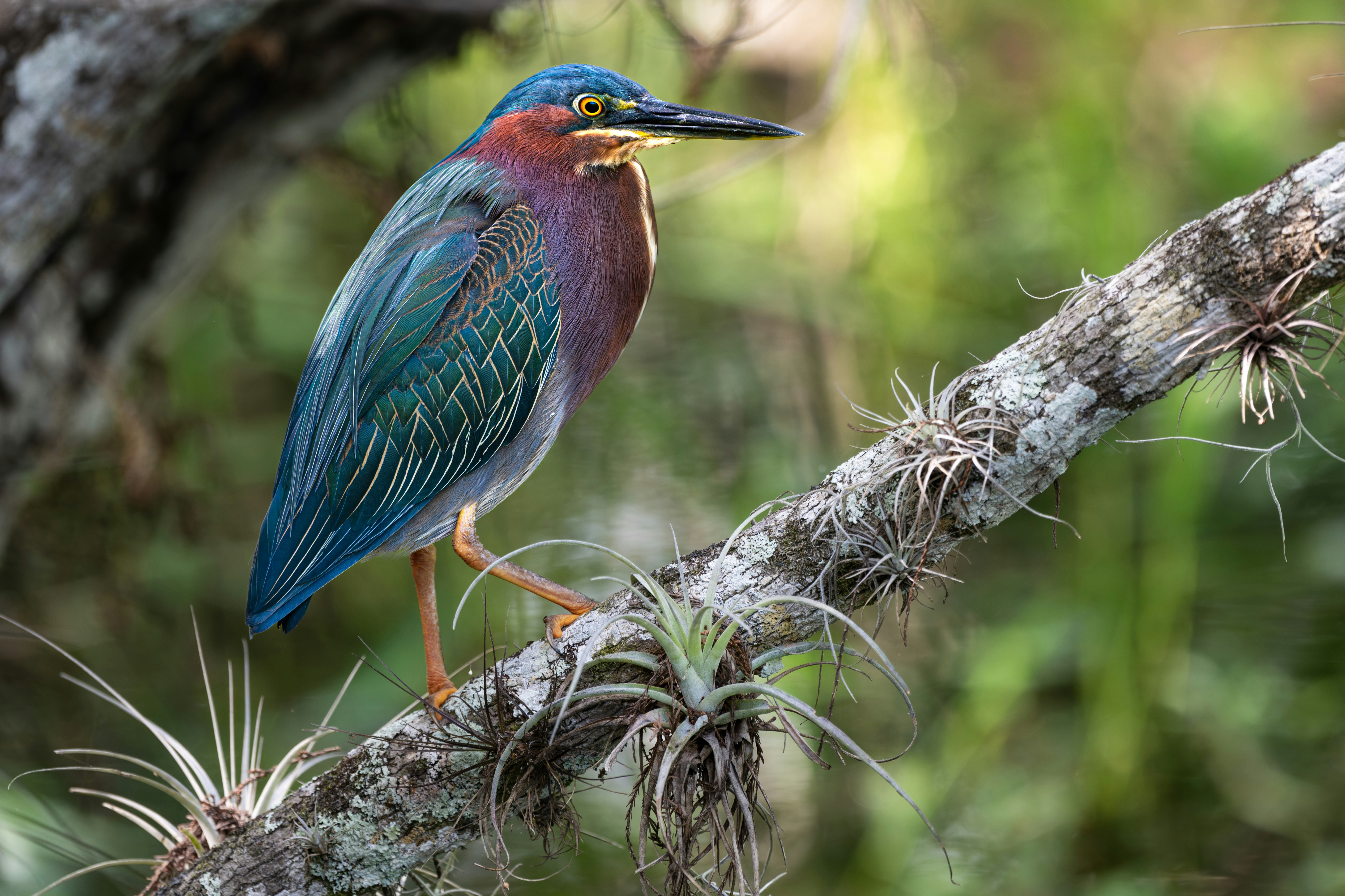 Feather Sound, Florida