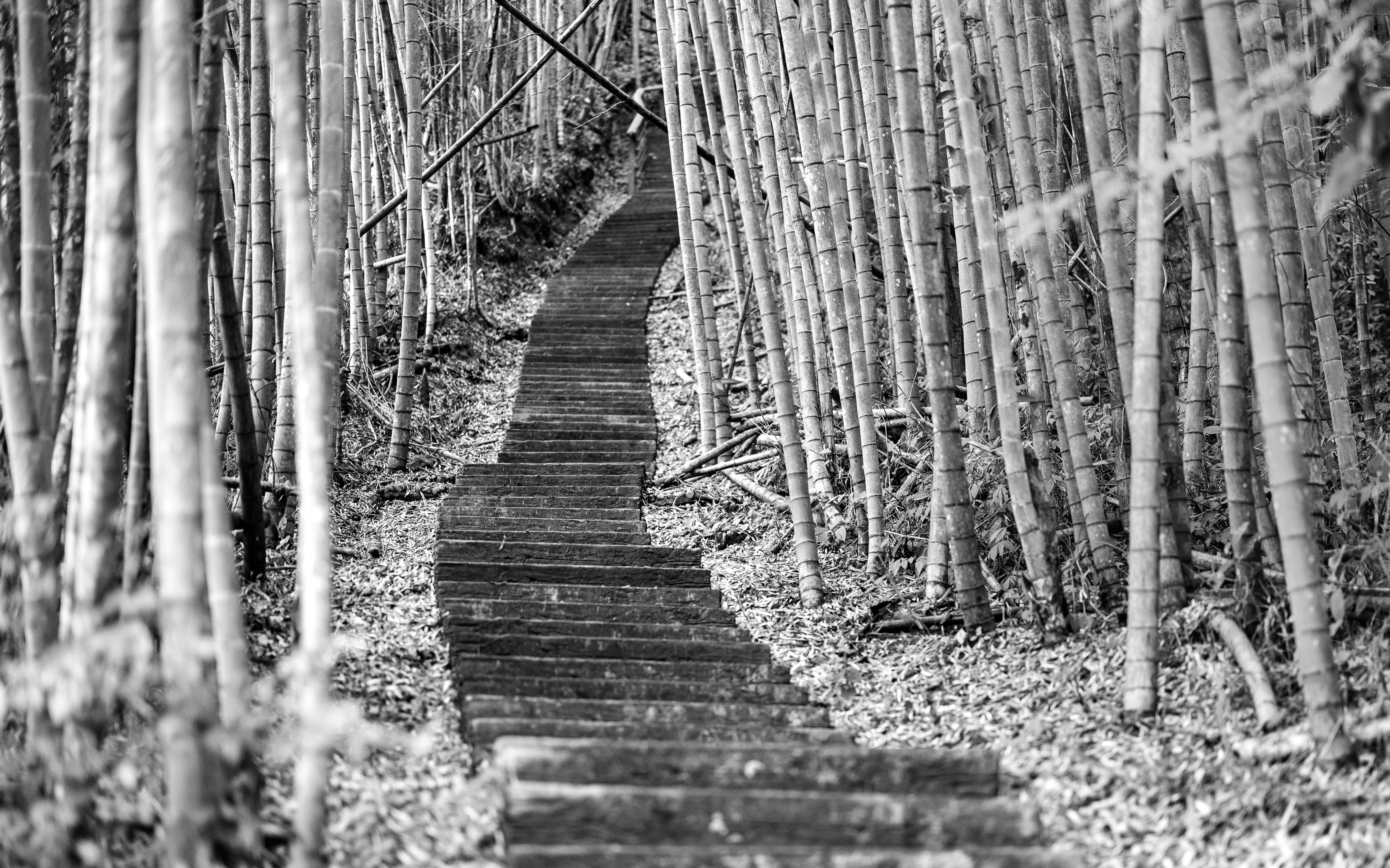 Alishan – Geography & Spatial Structure