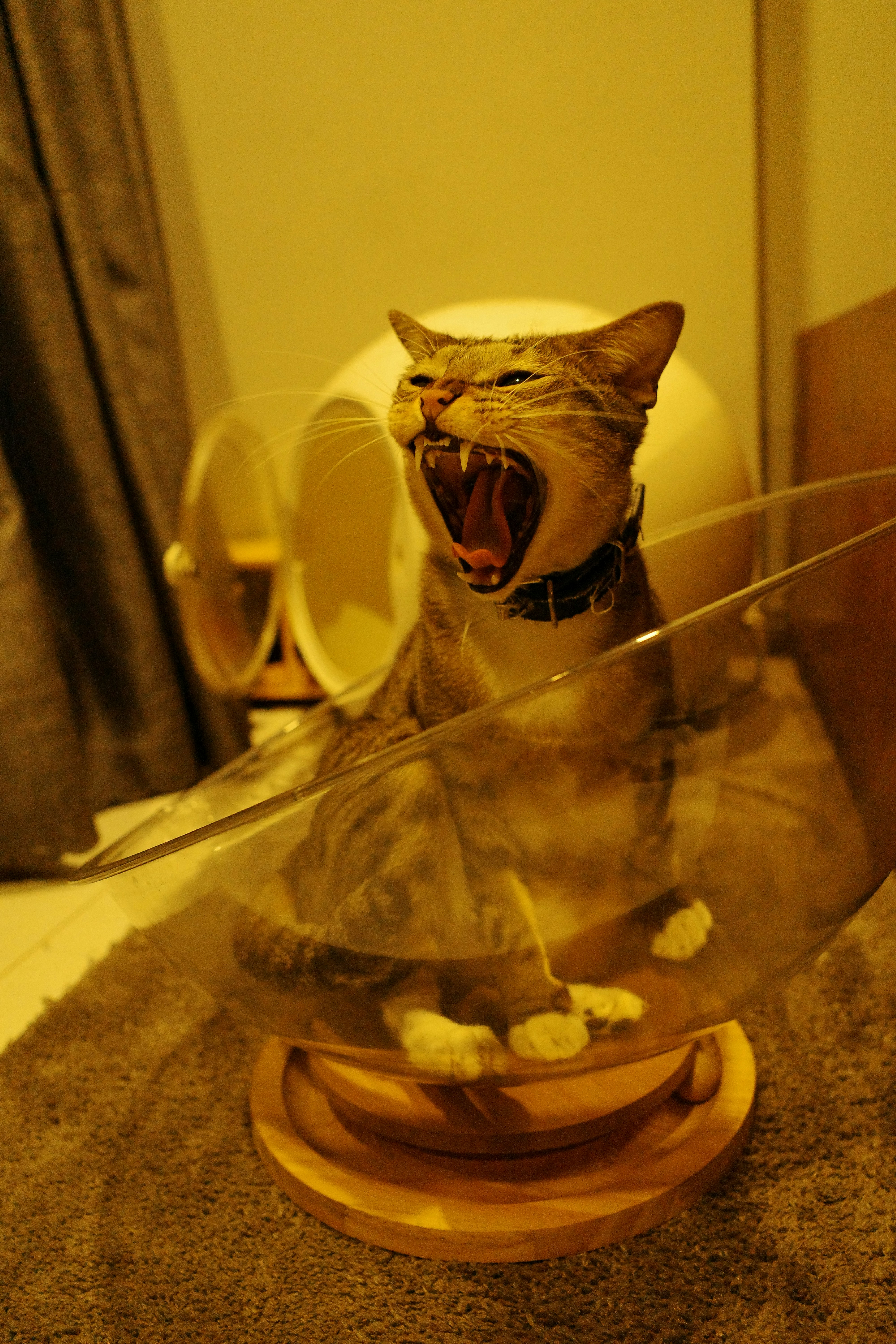 A cat sitting in a bowl with its mouth open