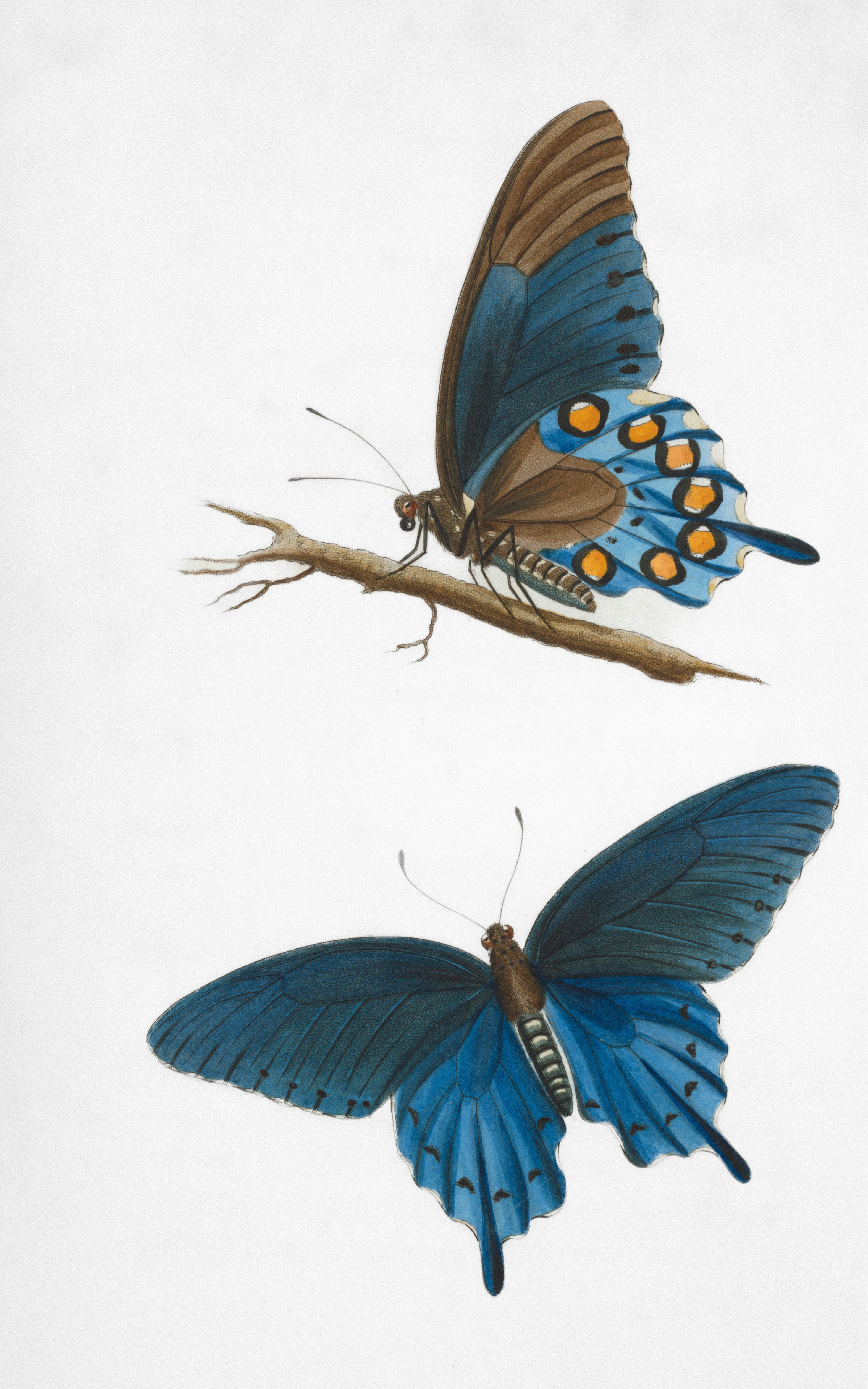 Two detailed illustrations of blue butterflies on white background