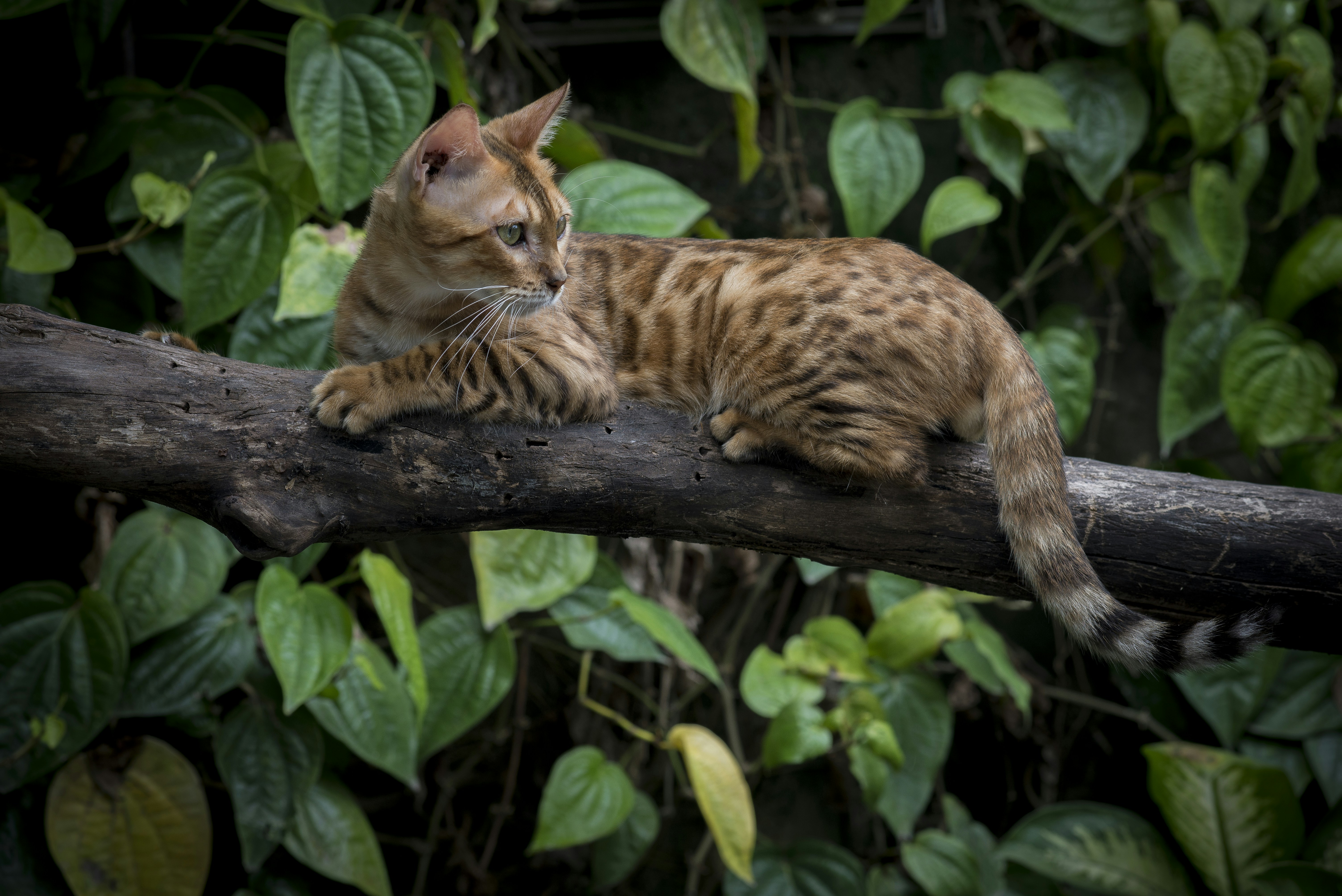 Balinese: The Sensitive Soul (image credits: unsplash)
