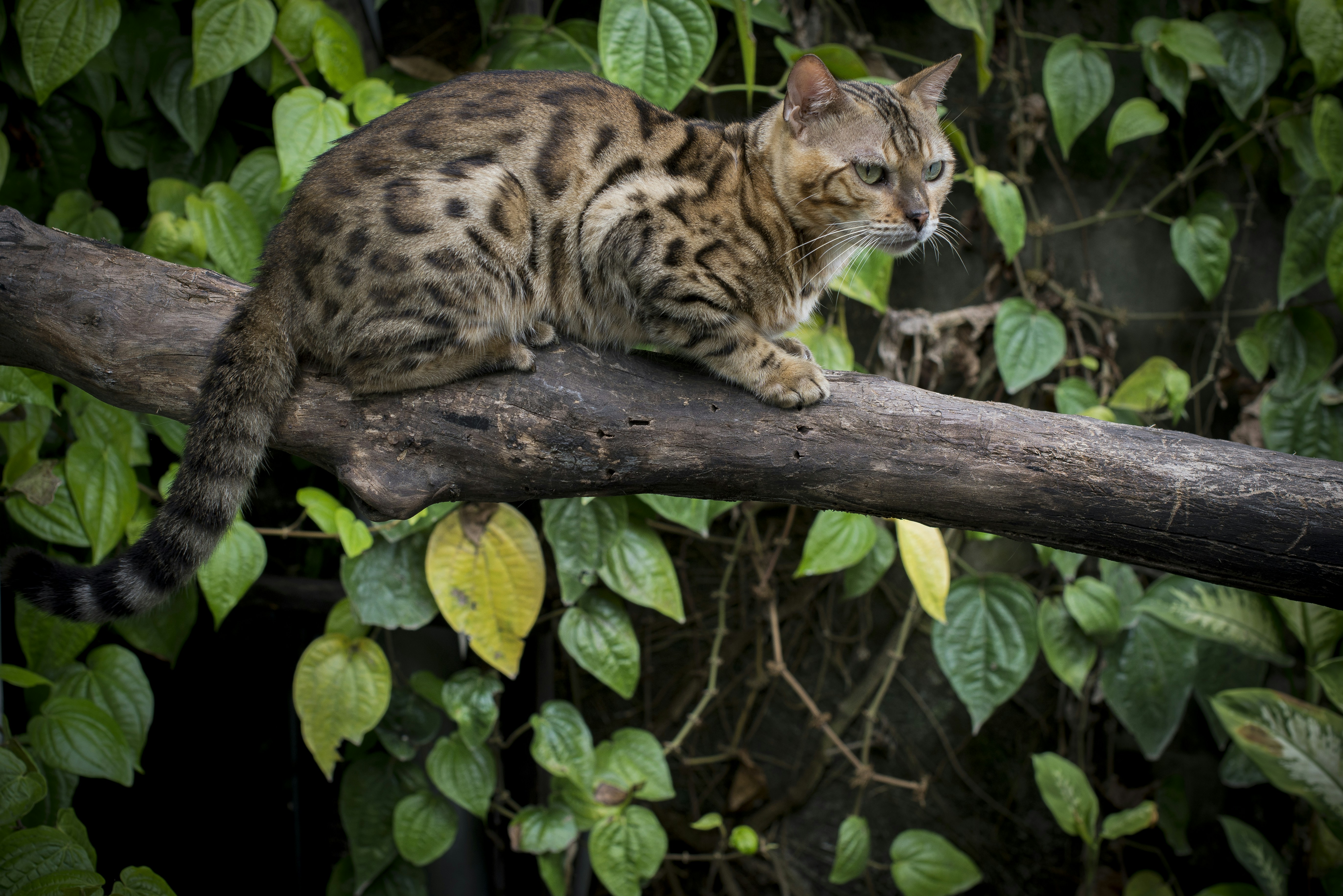 Ocelot: The Spotted Sweetheart (image credits: unsplash)