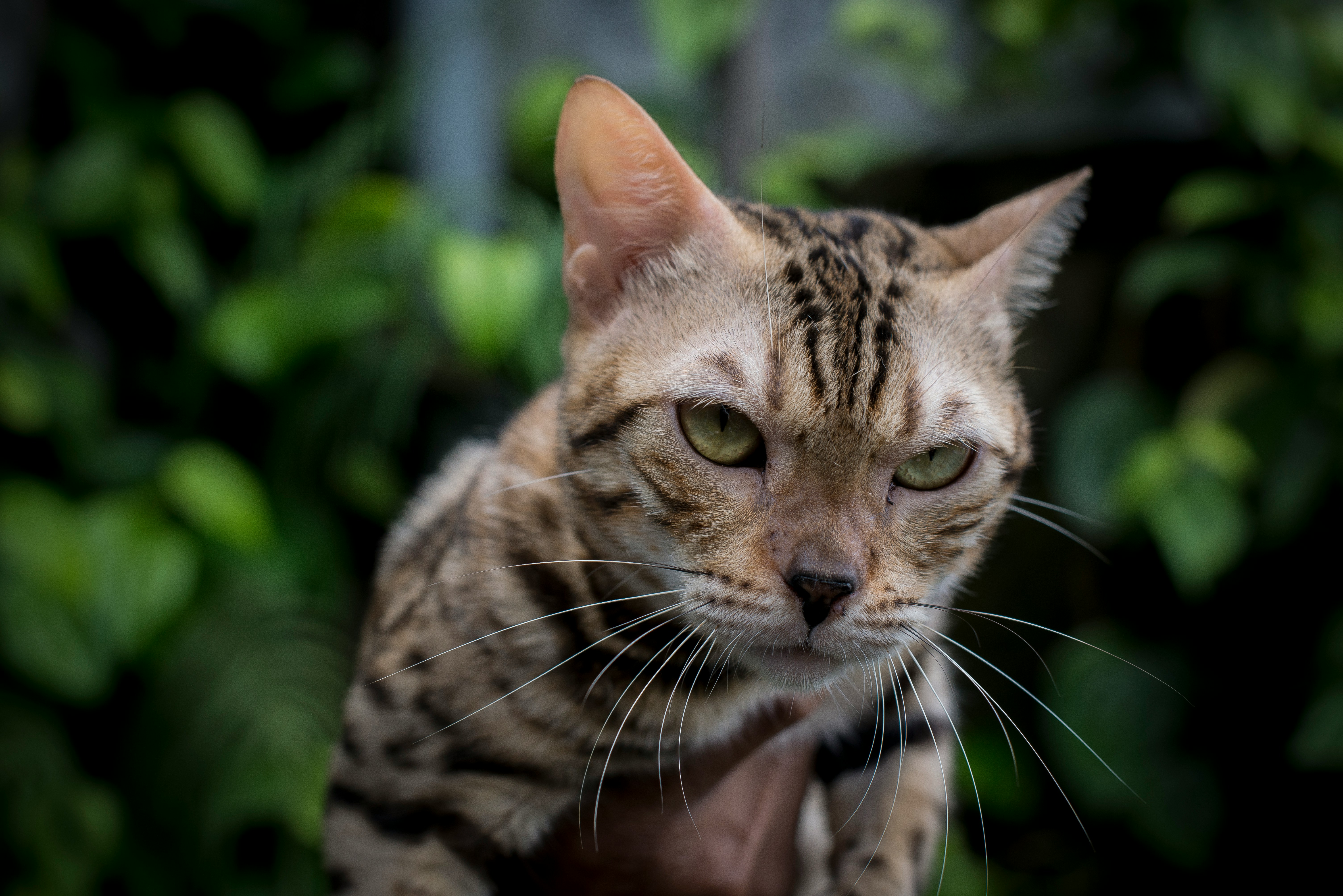 Bengal Kitten Price Components