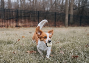 A small brown and white dog standing on top of a grass covered field